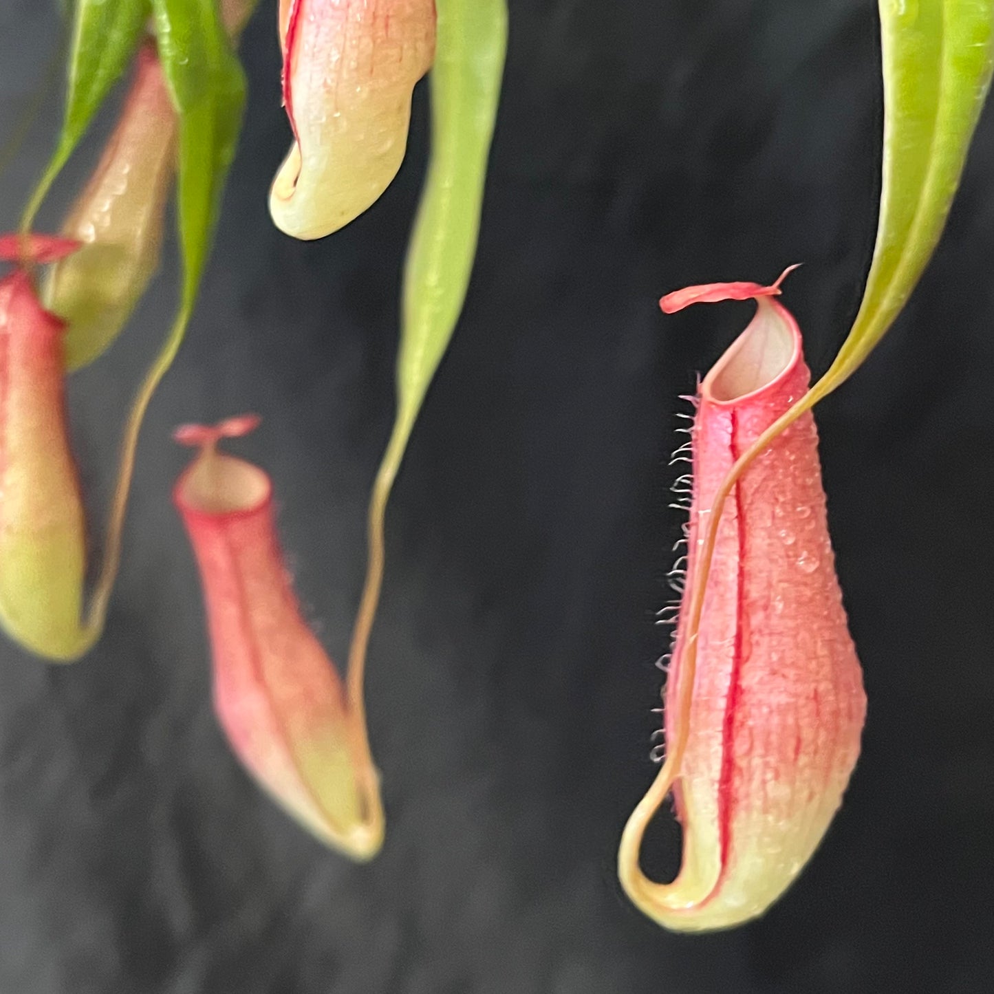 Nepenthes gracilis