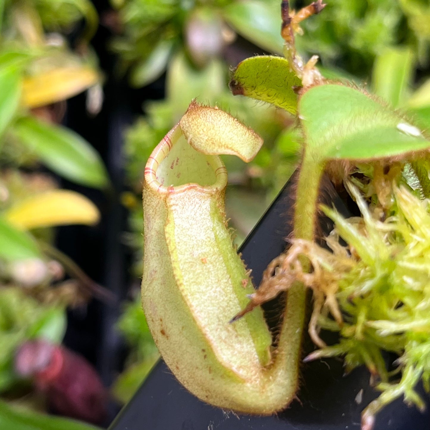 Nepenthes veitchii Bario BE-3734