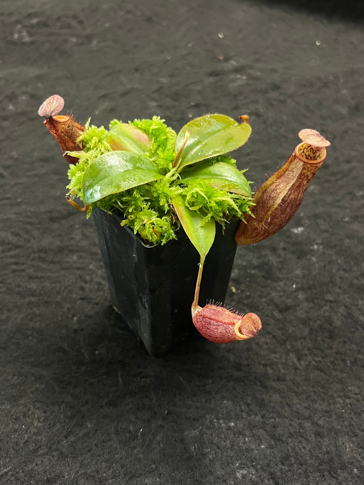 Nepenthes mira x peltata BE-4534