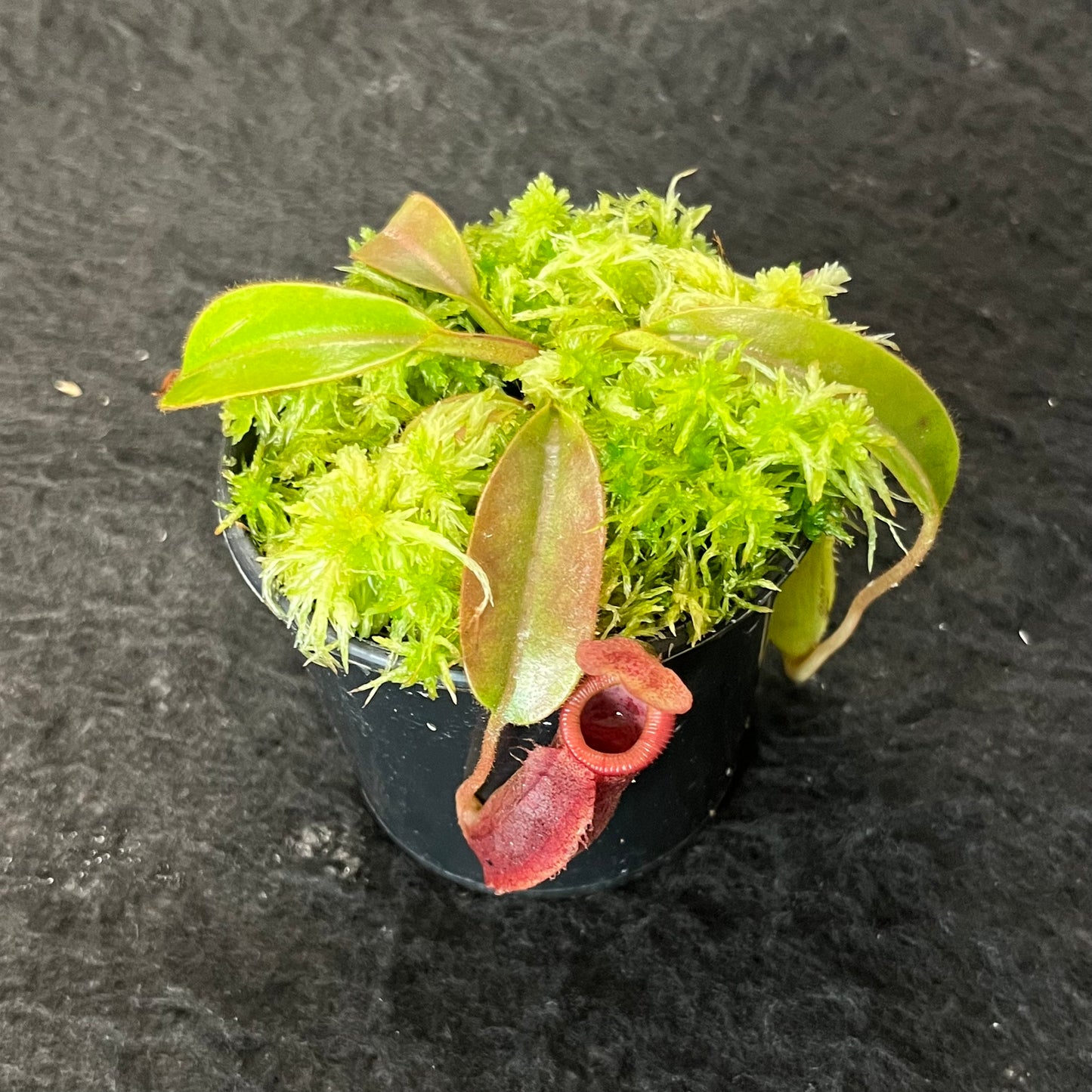 Nepenthes (veitchii x lowii) x (burbidgeae x edwardsiana) BE-3980