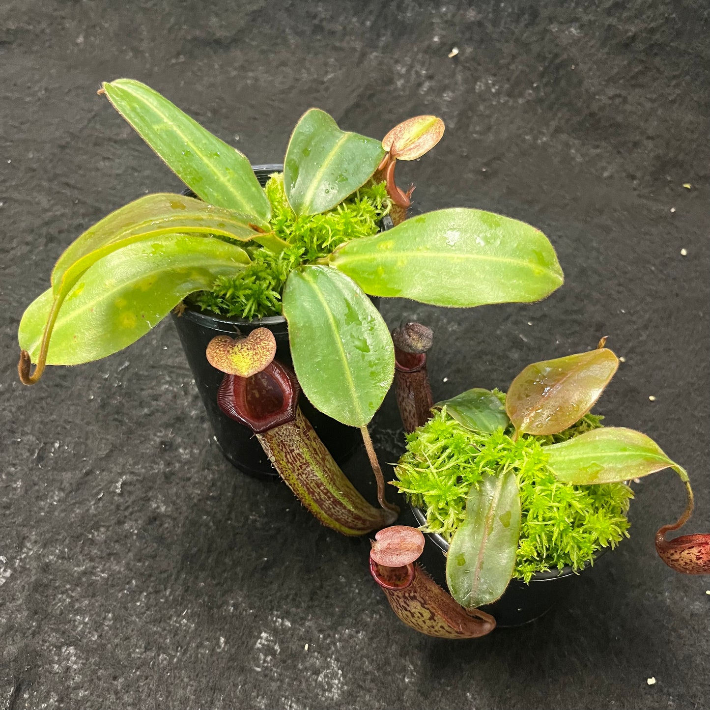 Nepenthes rajah x (veitchii x platychila) BE-4017