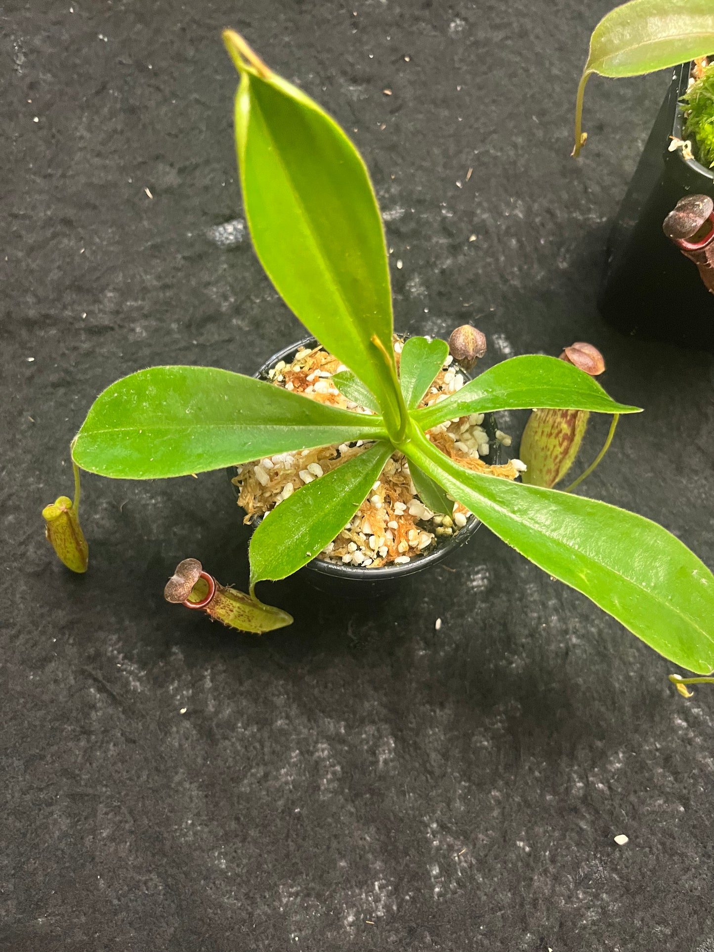 Nepenthes glandulifera x tenuis BE-3891