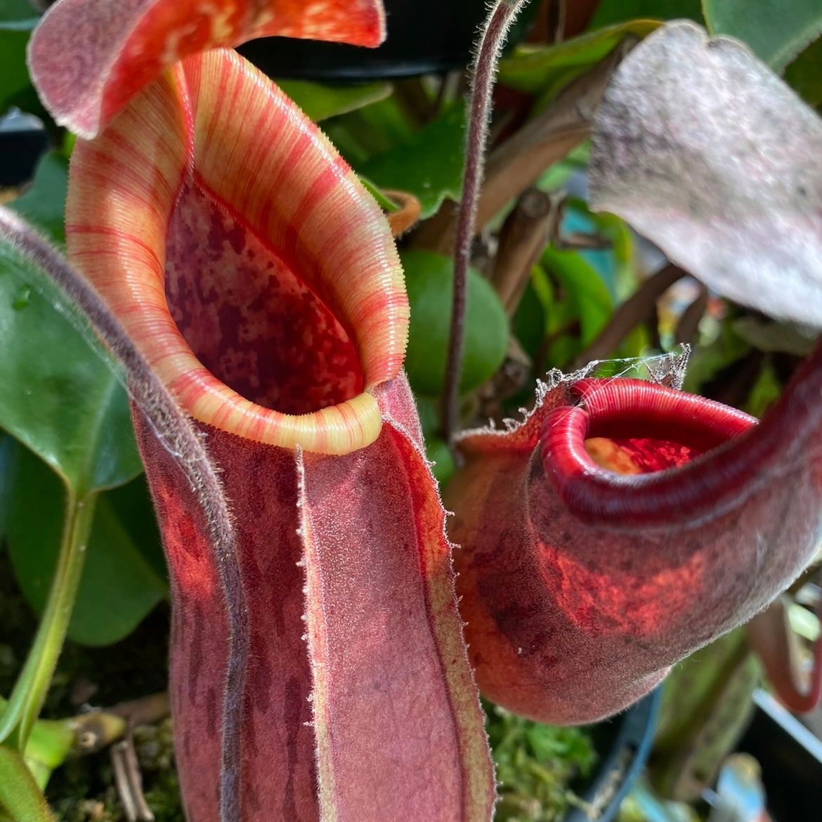 Nepenthes thorelii x [(veitchii x maxima) x veitchii]