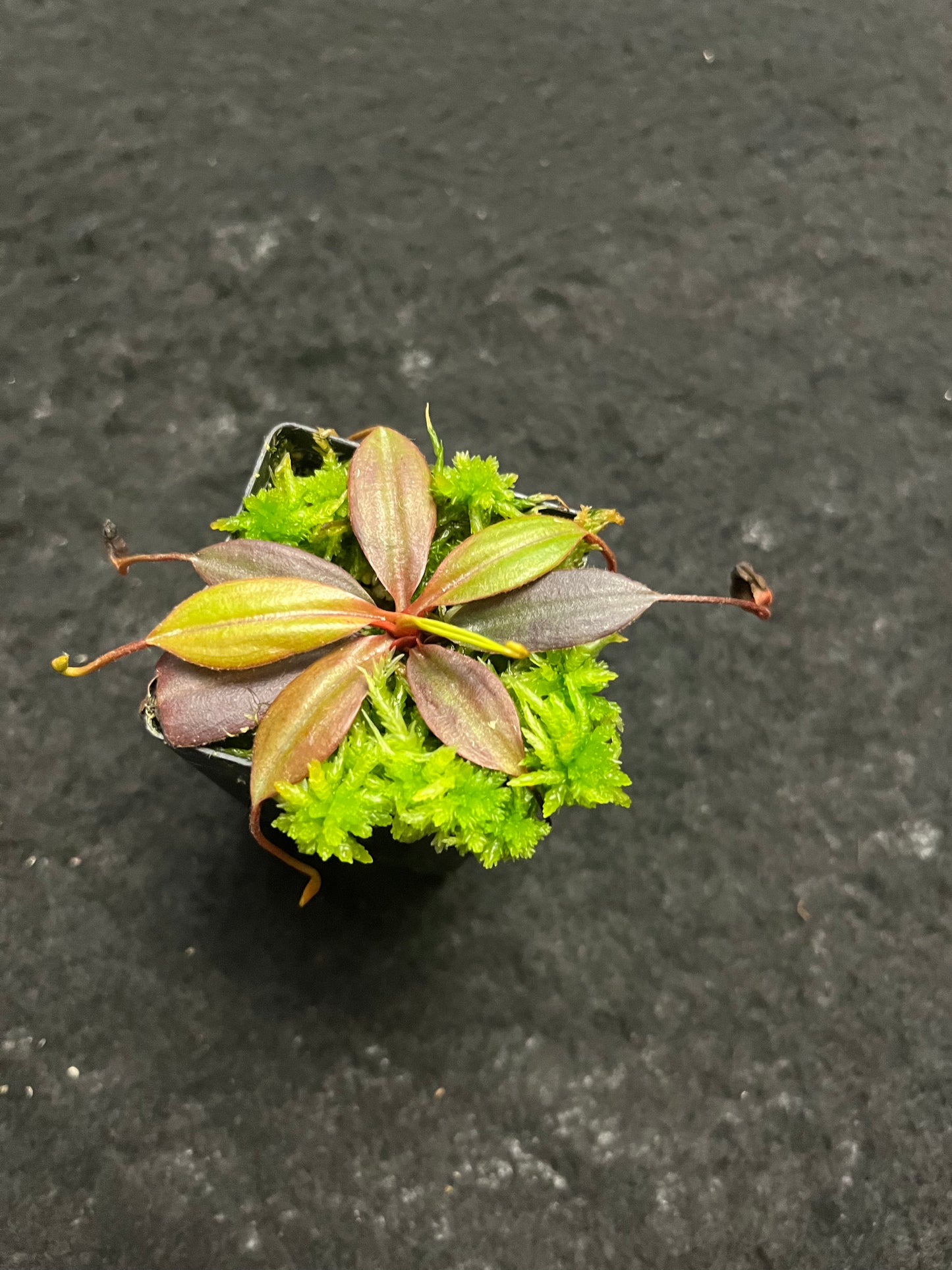 Nepenthes palawanensis