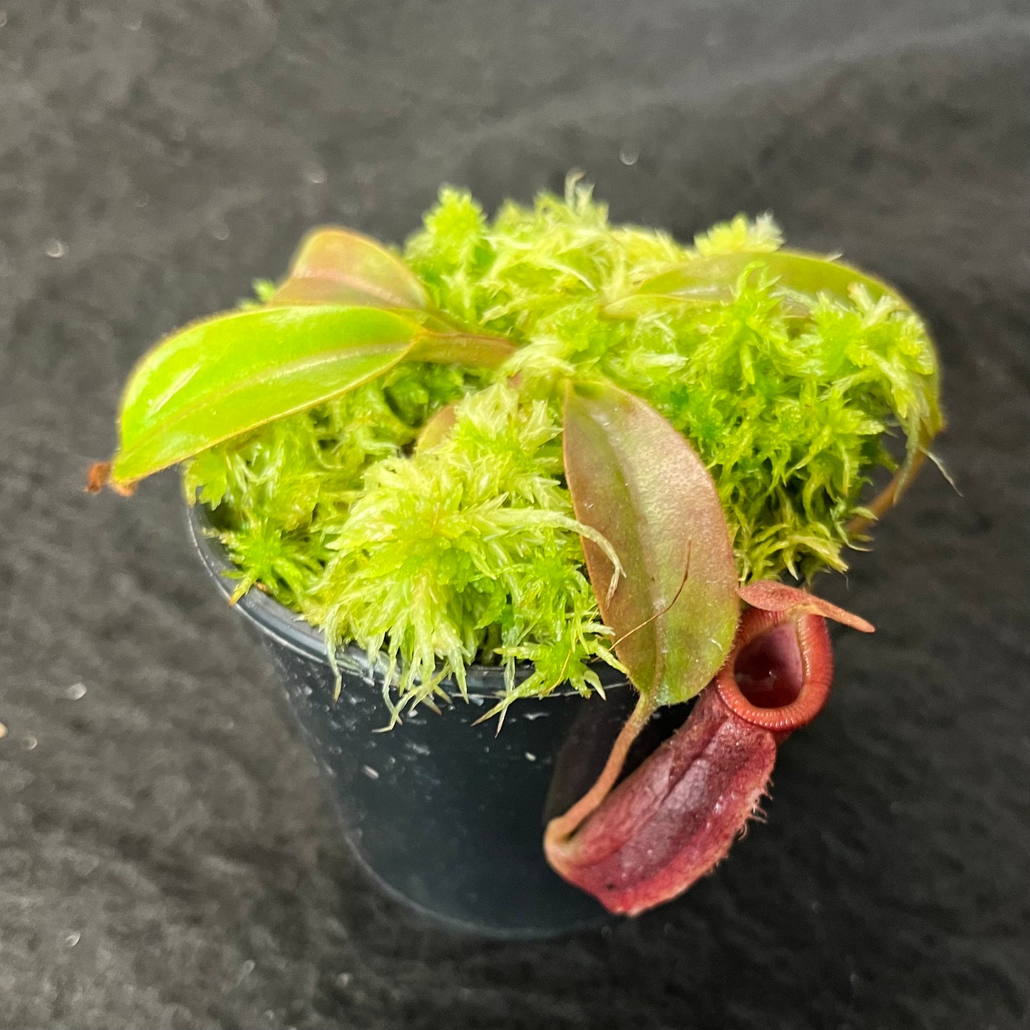 Nepenthes (veitchii x lowii) x (burbidgeae x edwardsiana) BE-3980