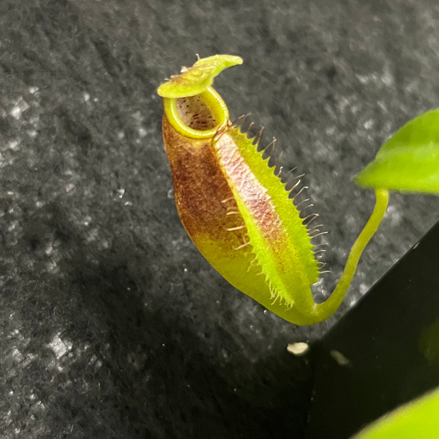 Nepenthes bongso