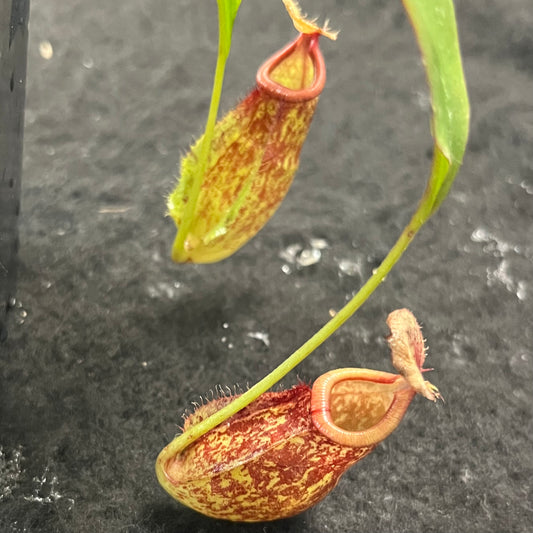 Nepenthes (viking x ampullaria red stripped) x (viking x bicalcarata) SG