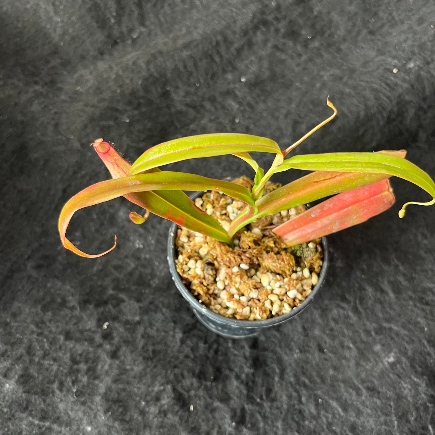 Nepenthes gracilis