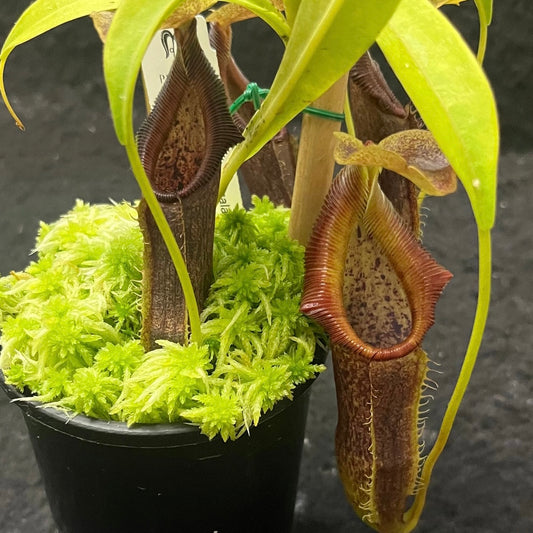 Nepenthes singalana