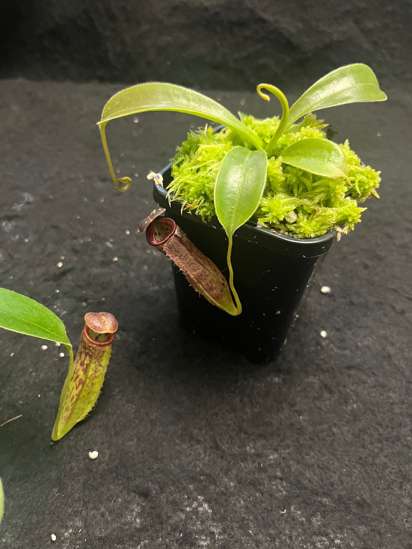 Nepenthes glandulifera x tenuis BE-3891