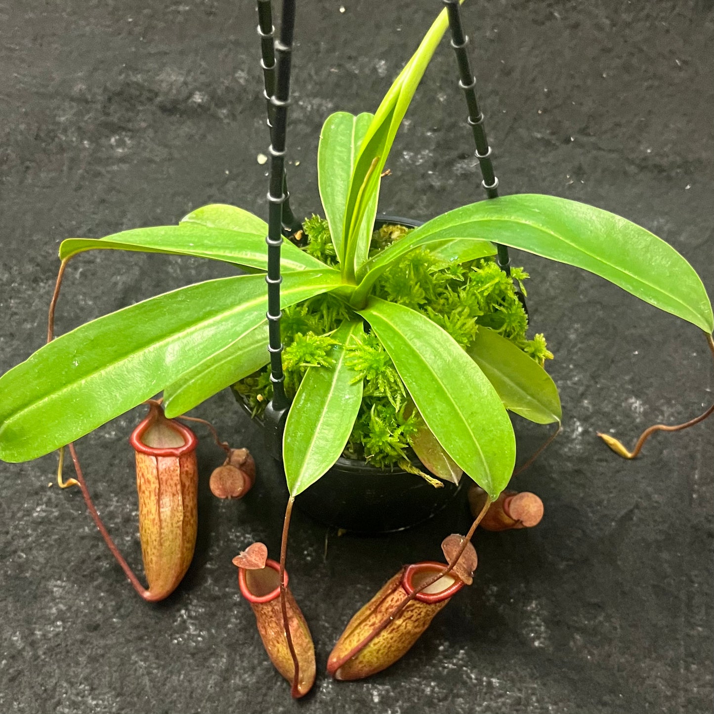 Nepenthes ventricosa x mira "Binky"