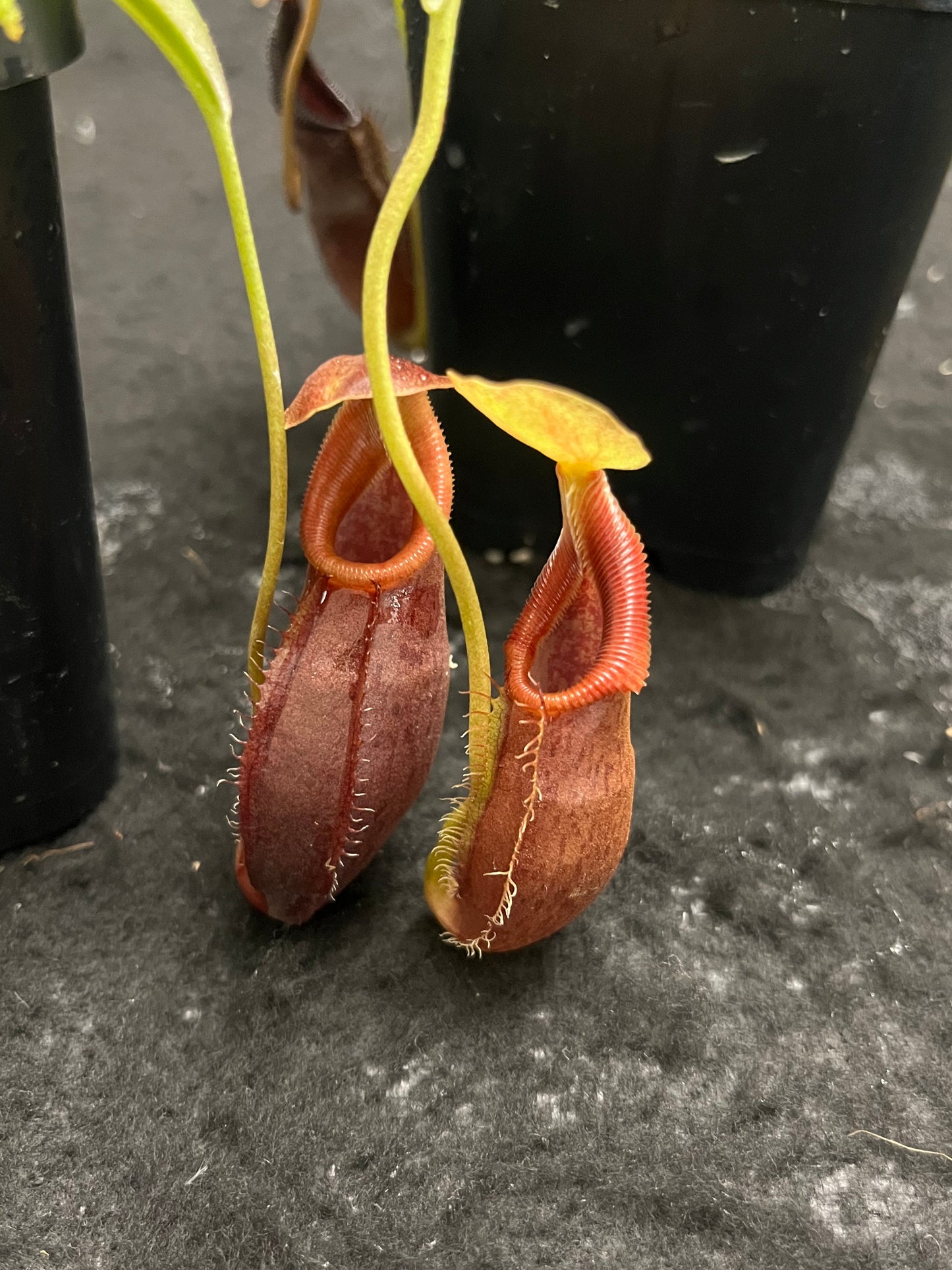 Nepenthes singalana x ovata BE-3882