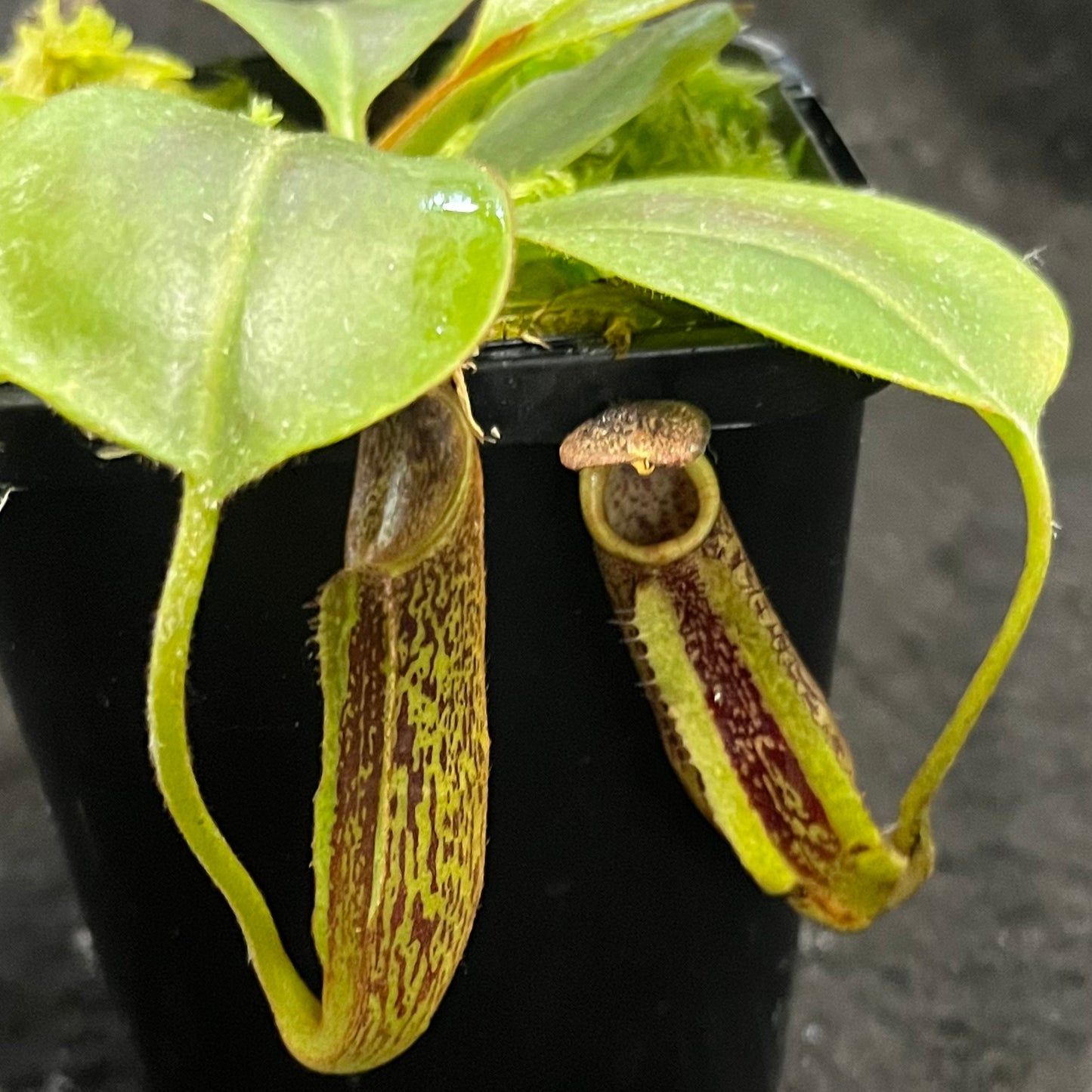 Nepenthes zakriana