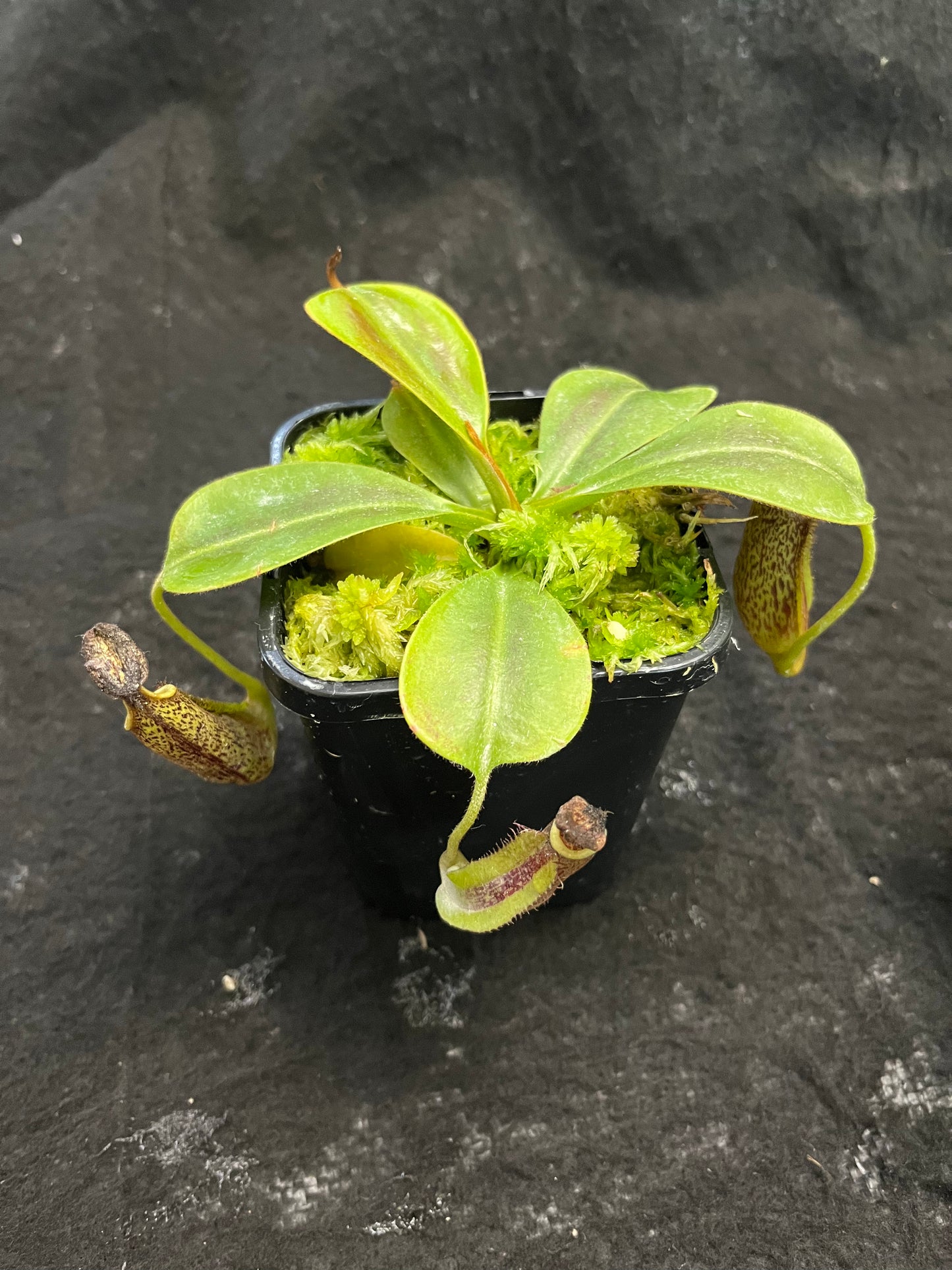 Nepenthes zakriana