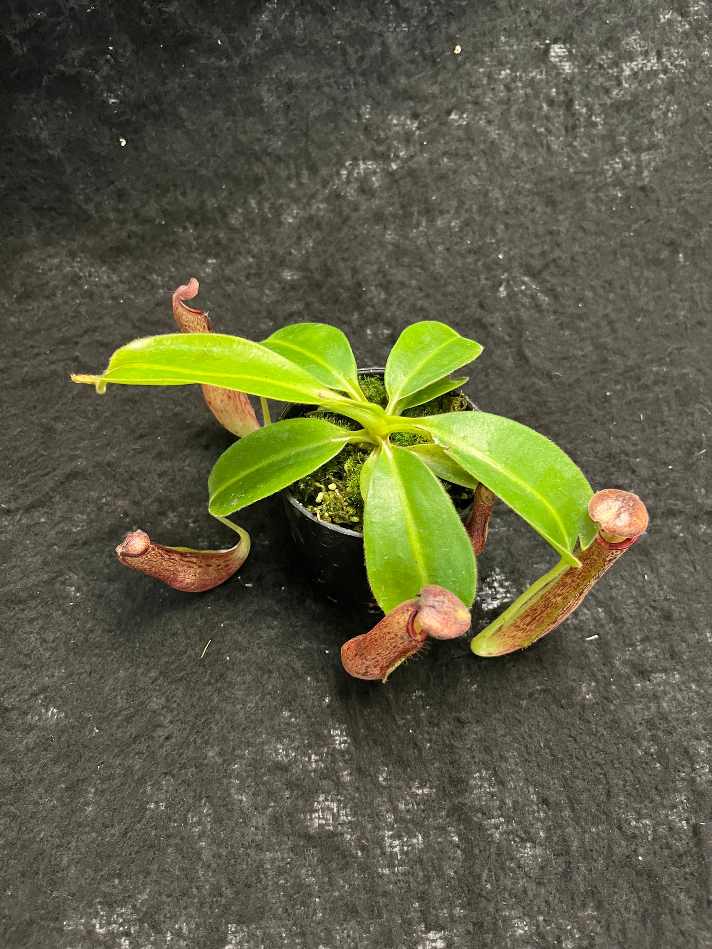 Nepenthes (glandulifera x boschiana) x (campanulata x veitchii)