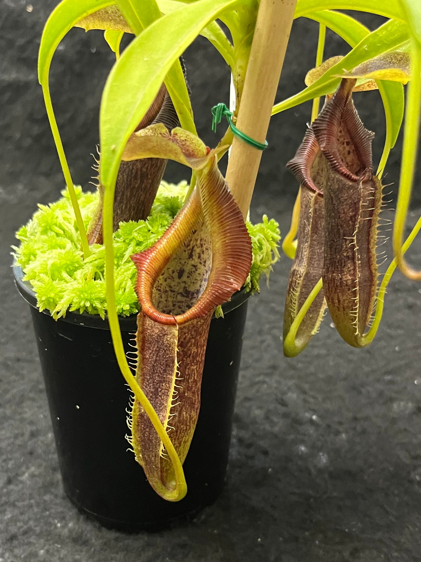 Nepenthes singalana BE-3170