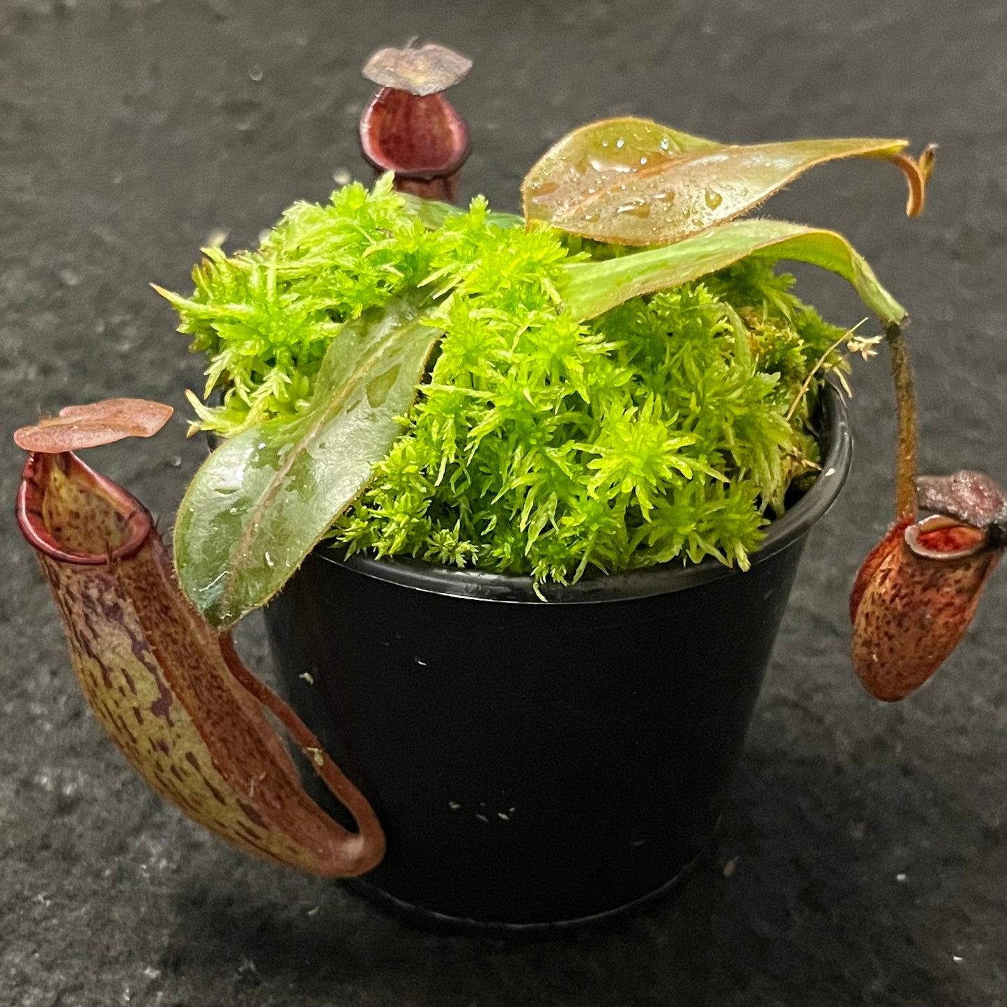 Nepenthes rajah x (veitchii x platychila) BE-4017