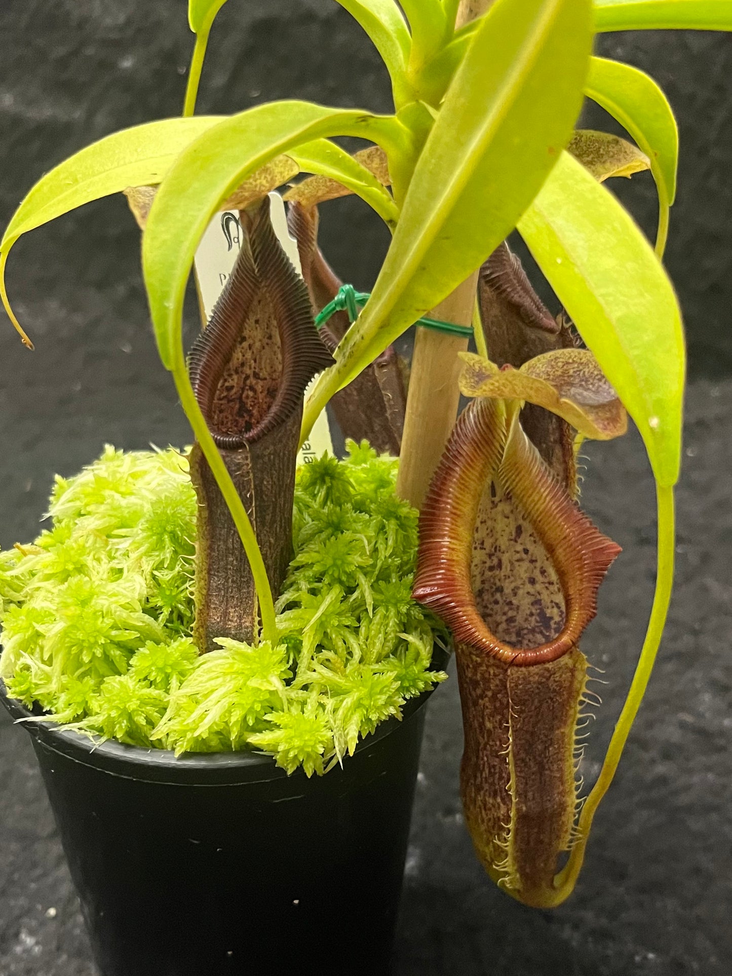 Nepenthes singalana BE-3170