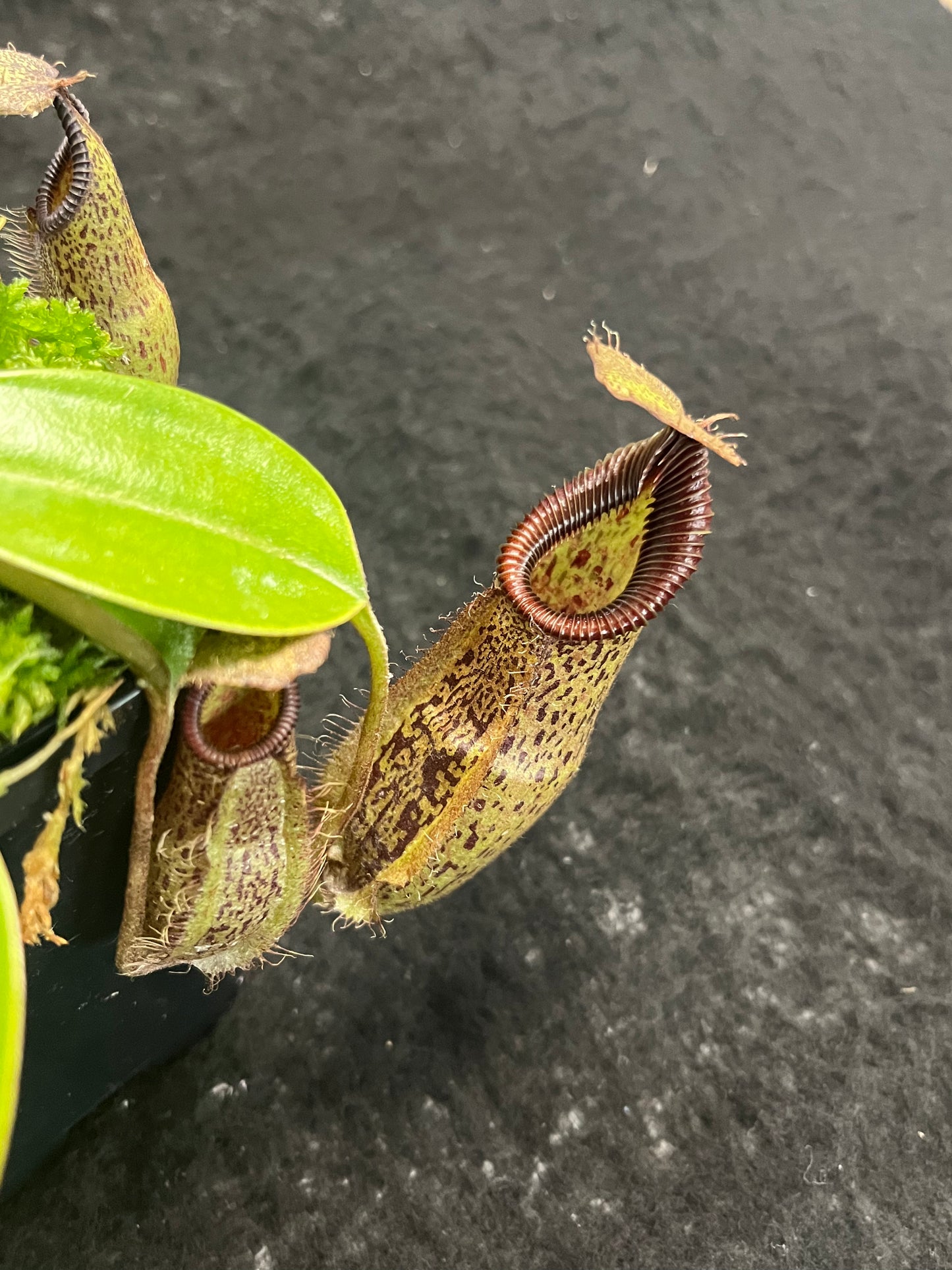 Nepenthes robcantleyi x hamata BE-3958