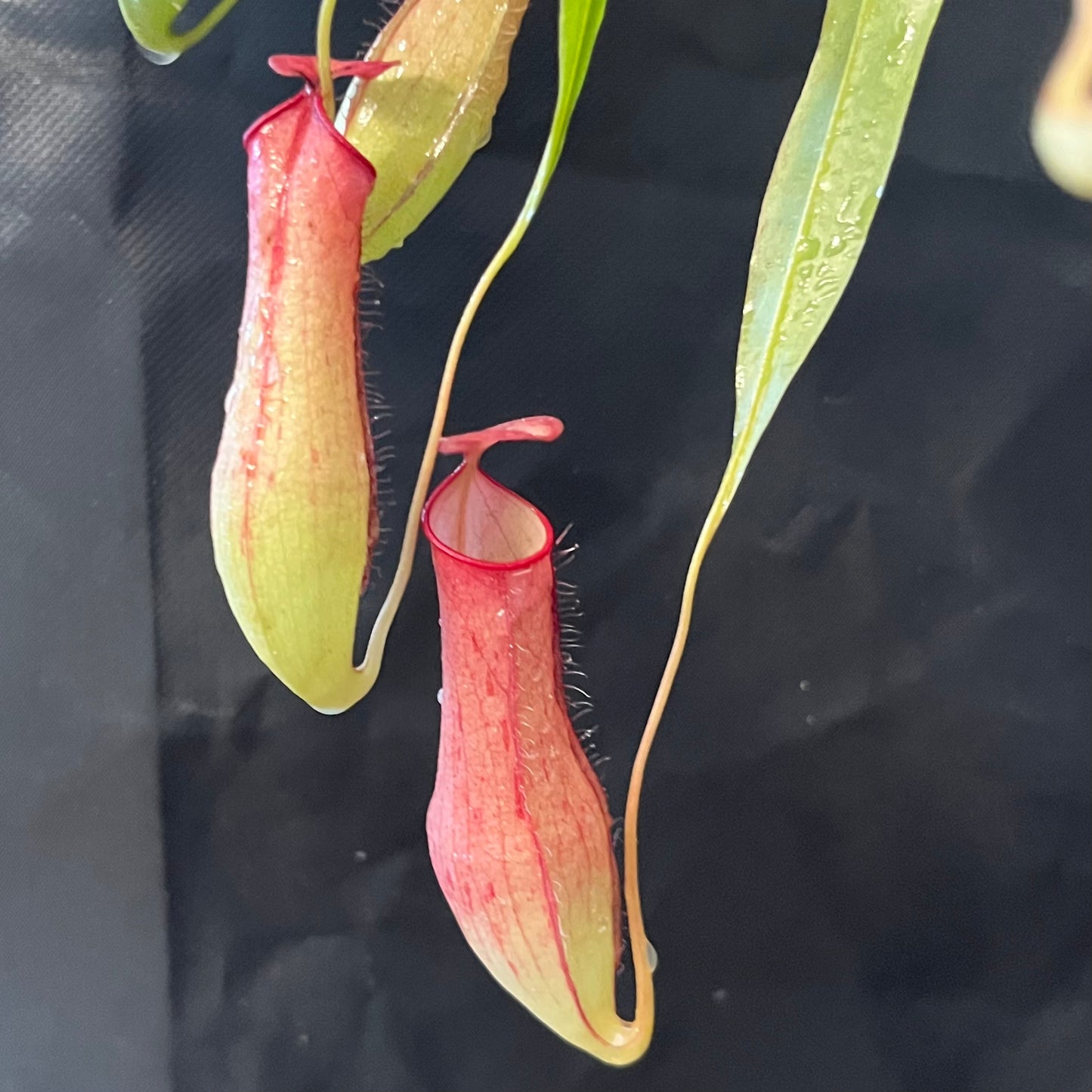 Nepenthes gracilis