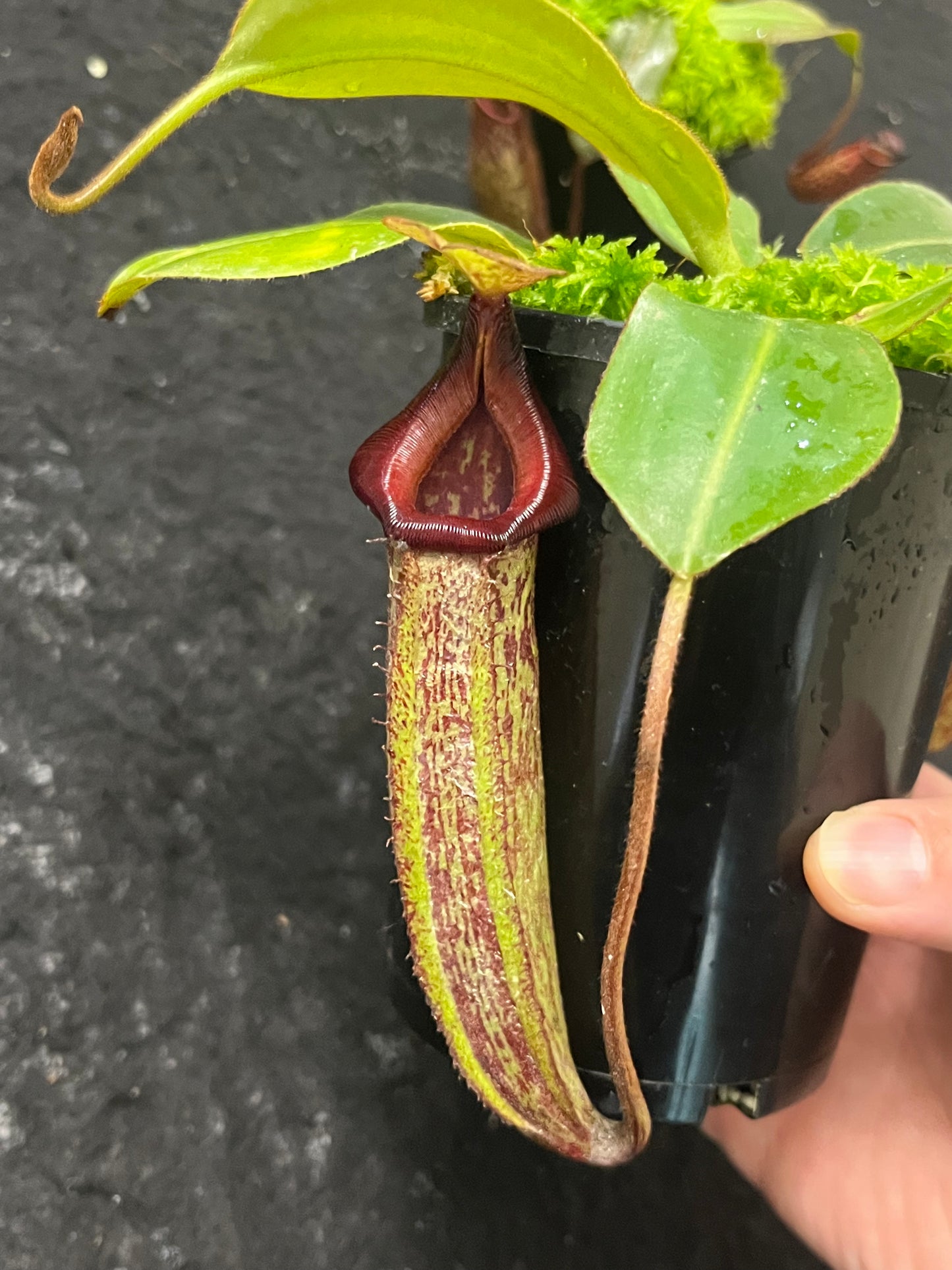 Nepenthes rajah x (veitchii x platychila) BE-4017