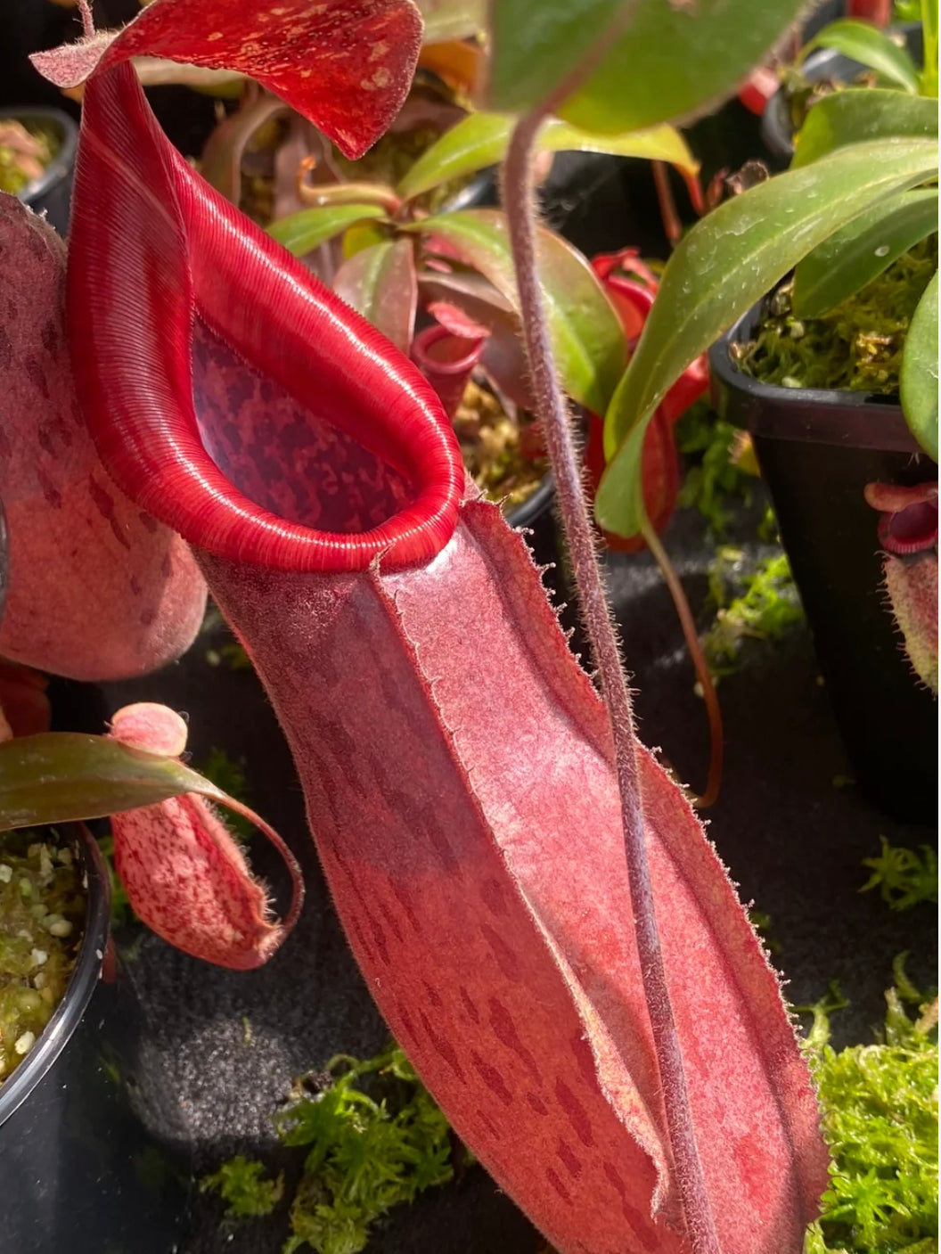 Nepenthes thorelii x [(veitchii x maxima) x veitchii]