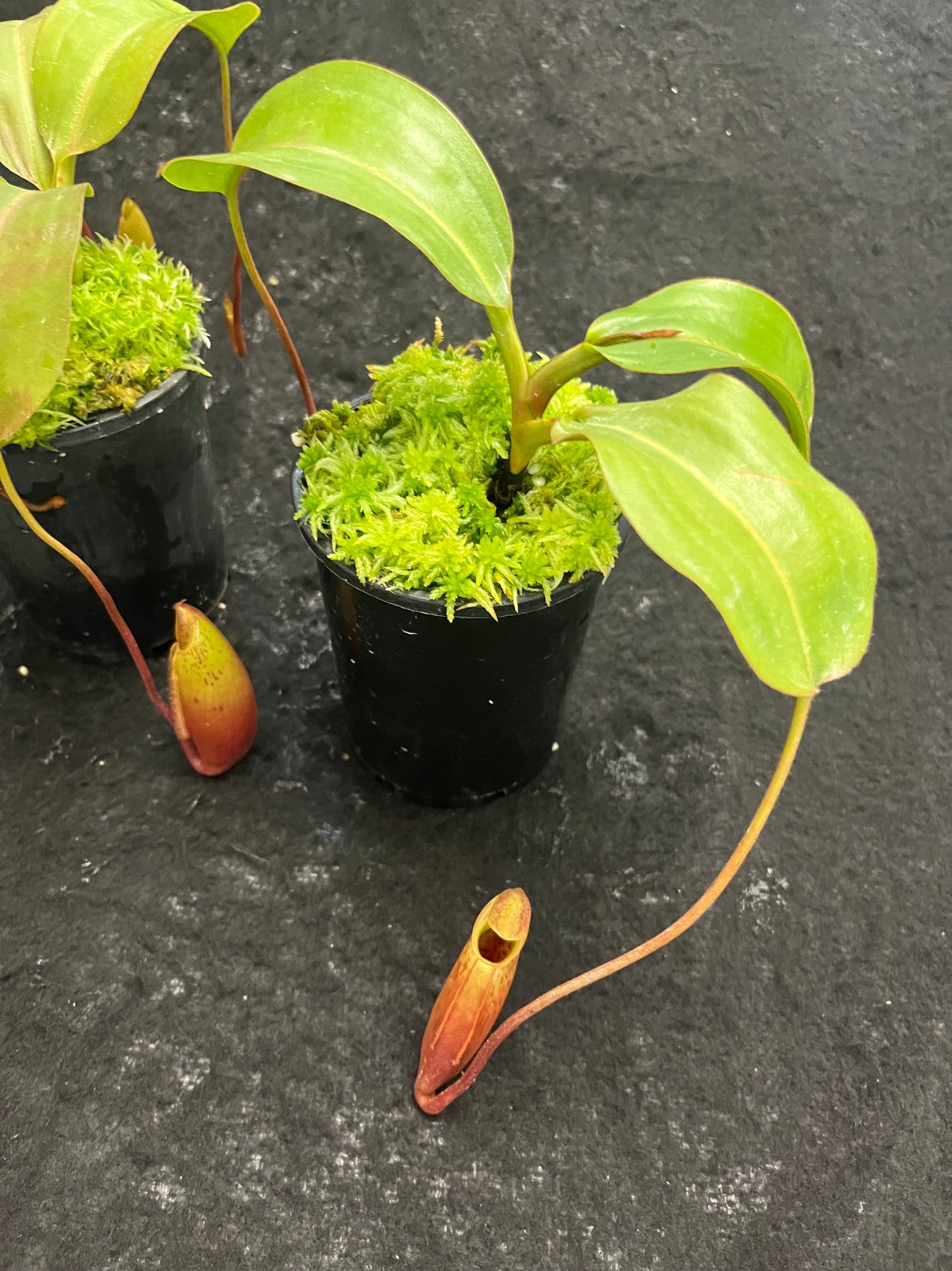 Nepenthes (veitchii x lowii) x mira BE-3910