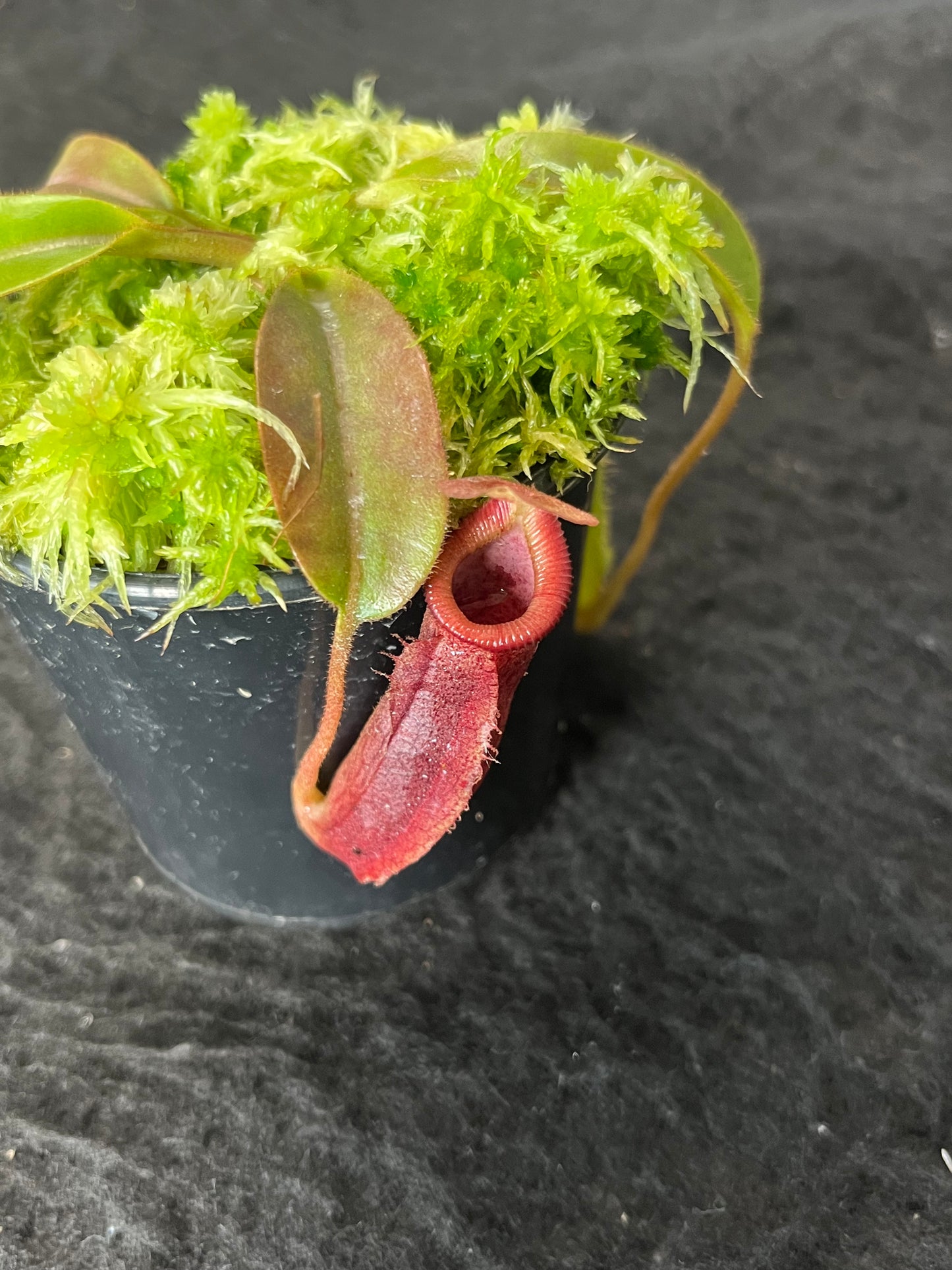 Nepenthes (veitchii x lowii) x (burbidgeae x edwardsiana) BE-3980