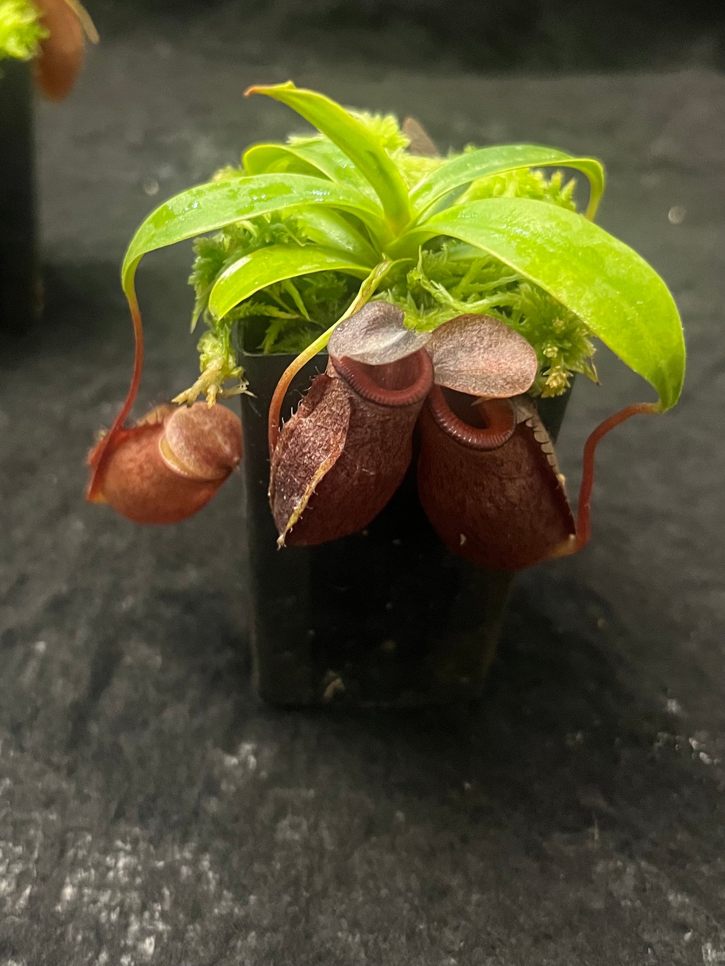 Nepenthes mira x tenuis BE-4070