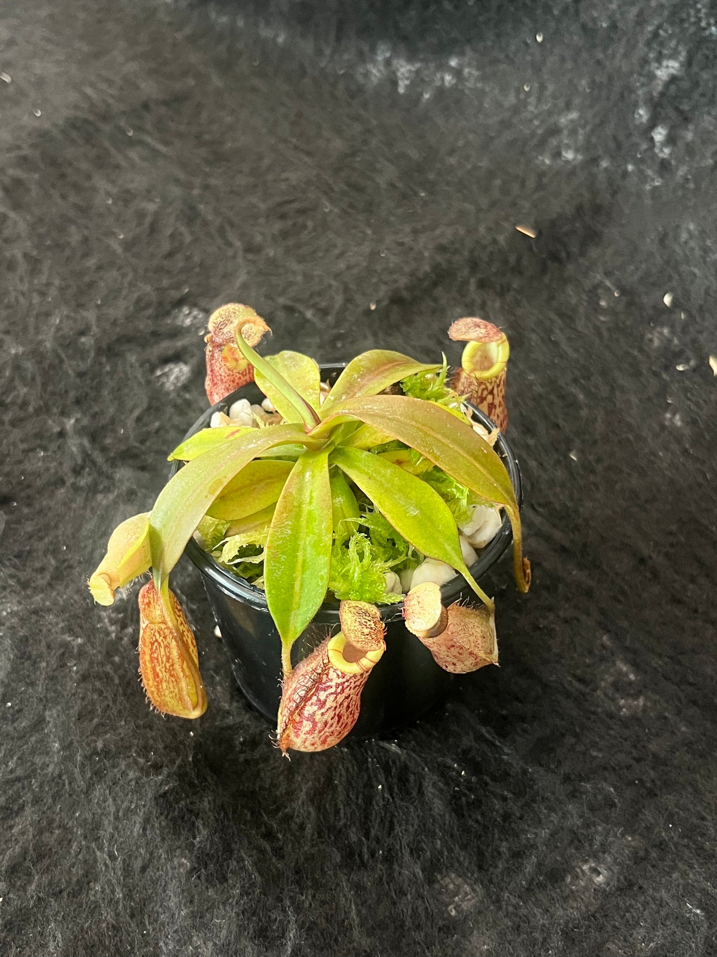 Nepenthes spectabilis x bongso  BE-3991