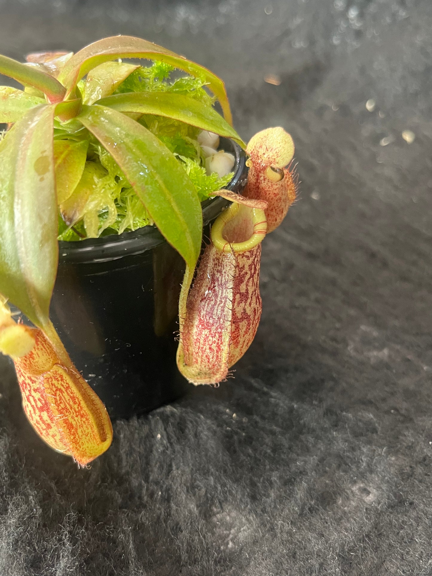 Nepenthes spectabilis x bongso  BE-3991