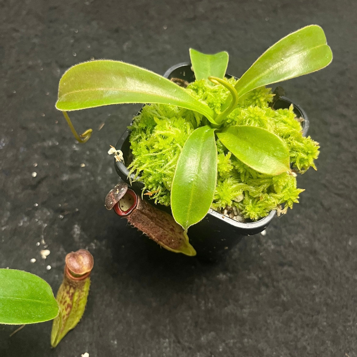 Nepenthes glandulifera x tenuis BE-3891