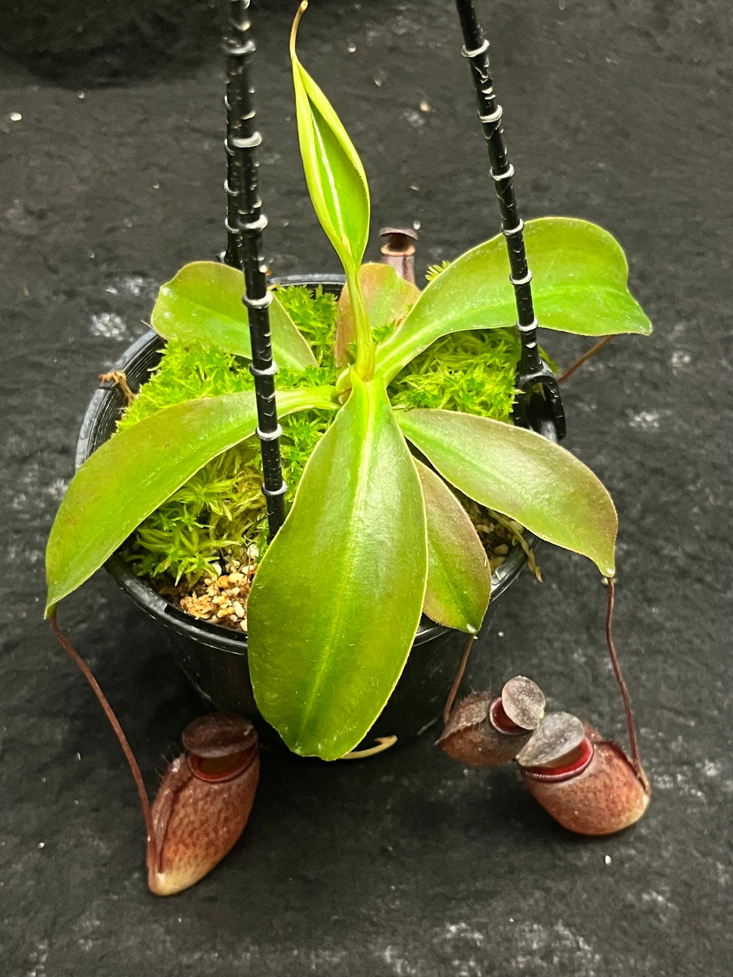 Nepenthes rajah x tenuis BE-4083