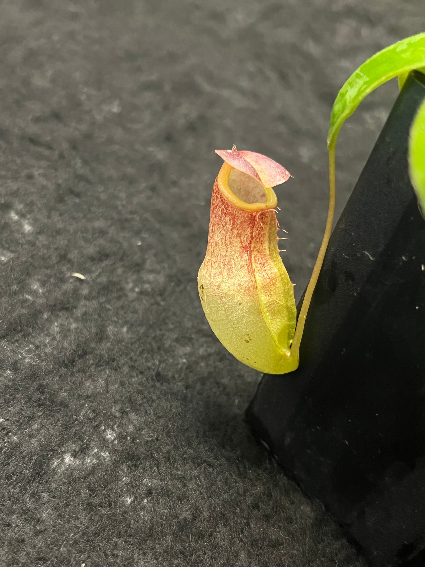 Nepenthes eustachya x tenuis BE-3971