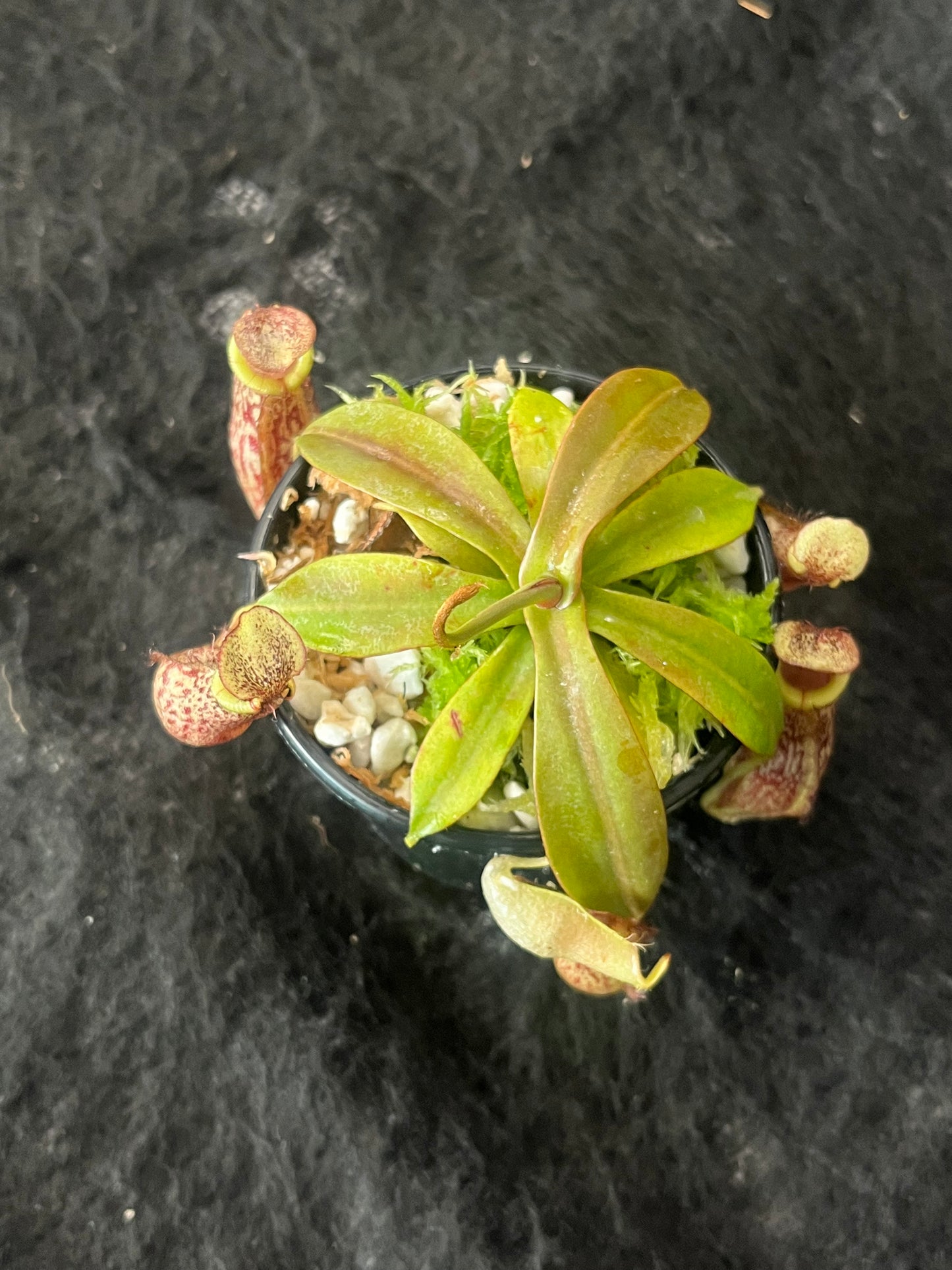 Nepenthes spectabilis x bongso  BE-3991