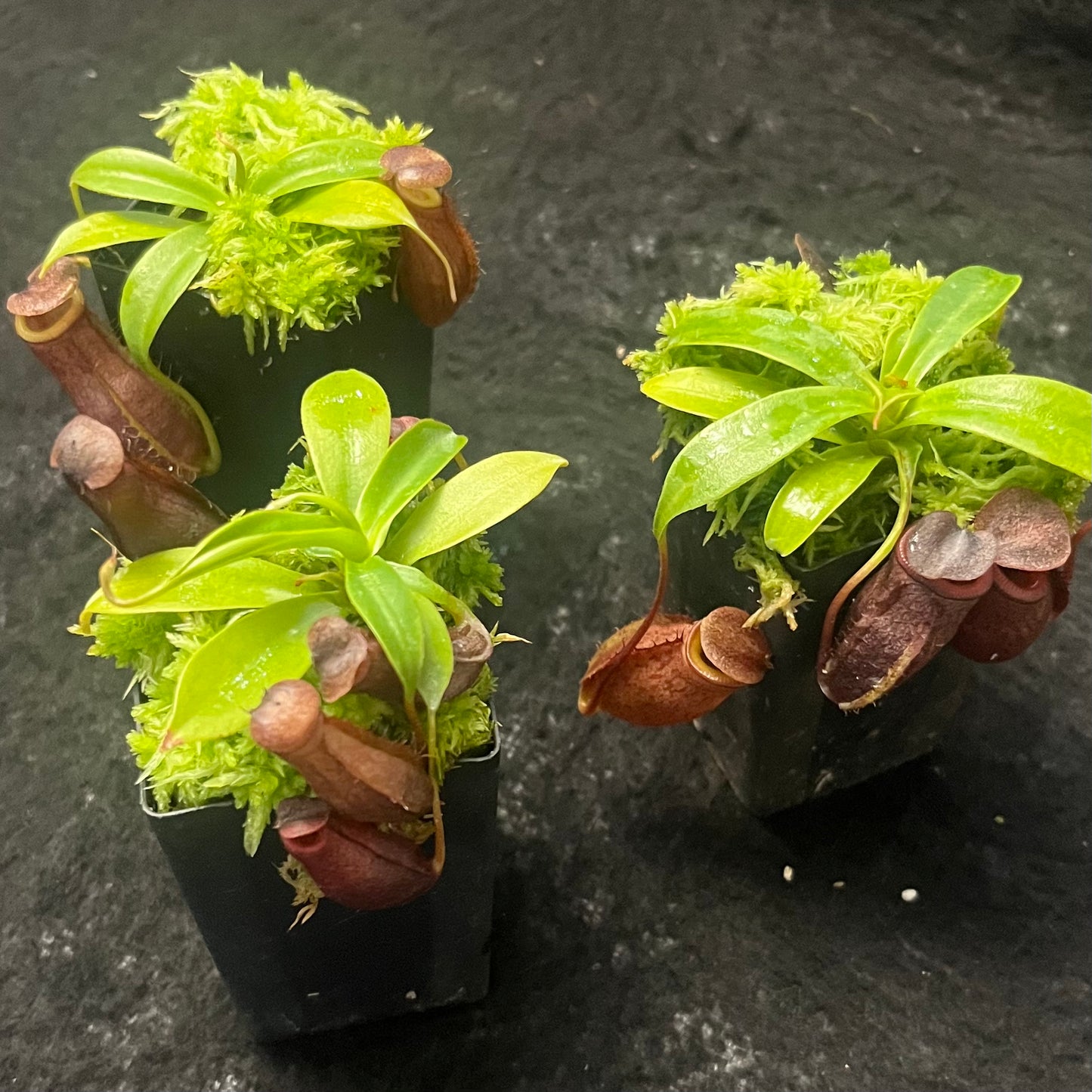 Nepenthes mira x tenuis BE-4070