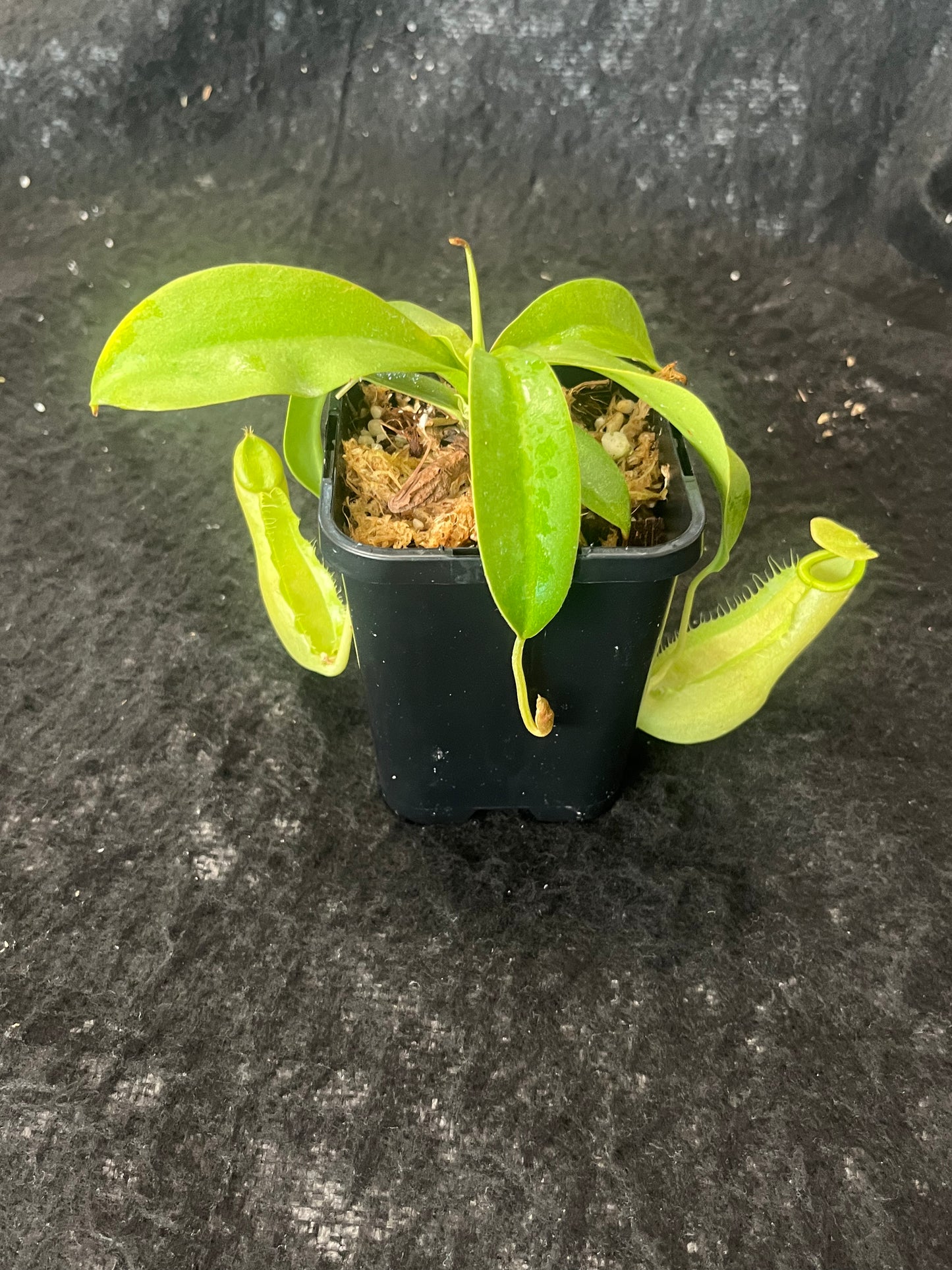 Nepenthes spathulata x merrilliana BE-3949