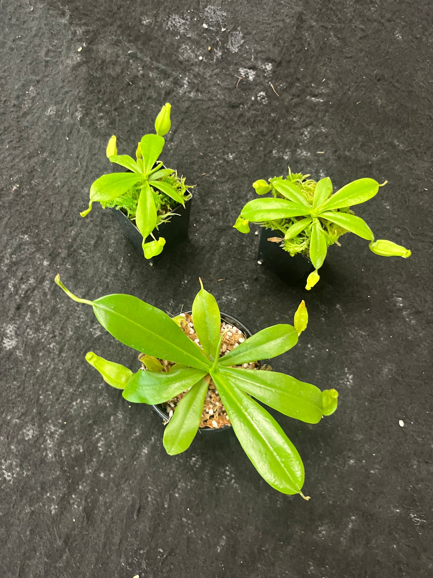 Nepenthes reinwardtiana