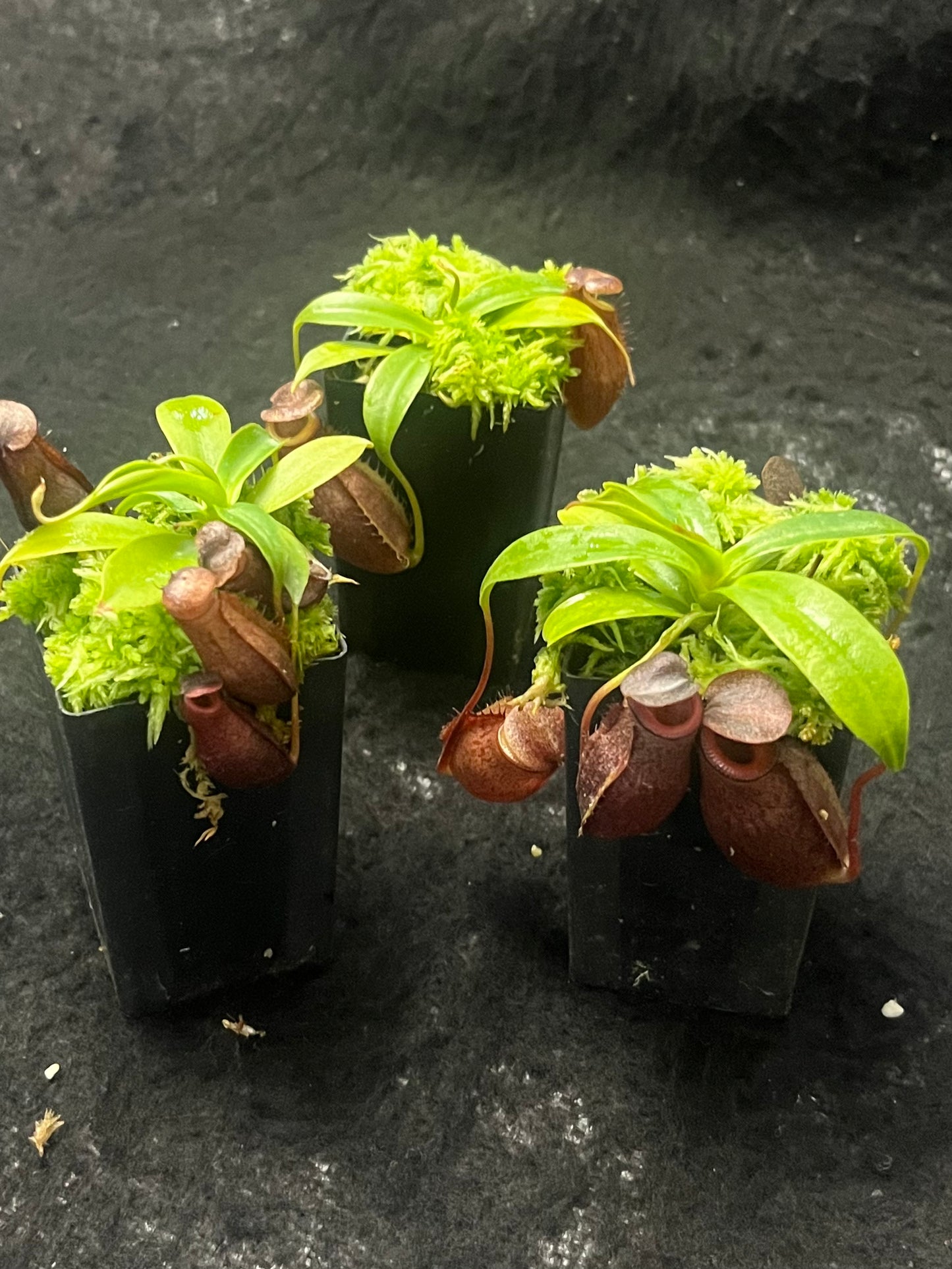 Nepenthes mira x tenuis BE-4070