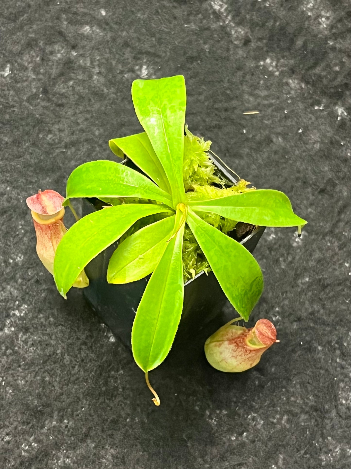 Nepenthes eustachya x tenuis BE-3971