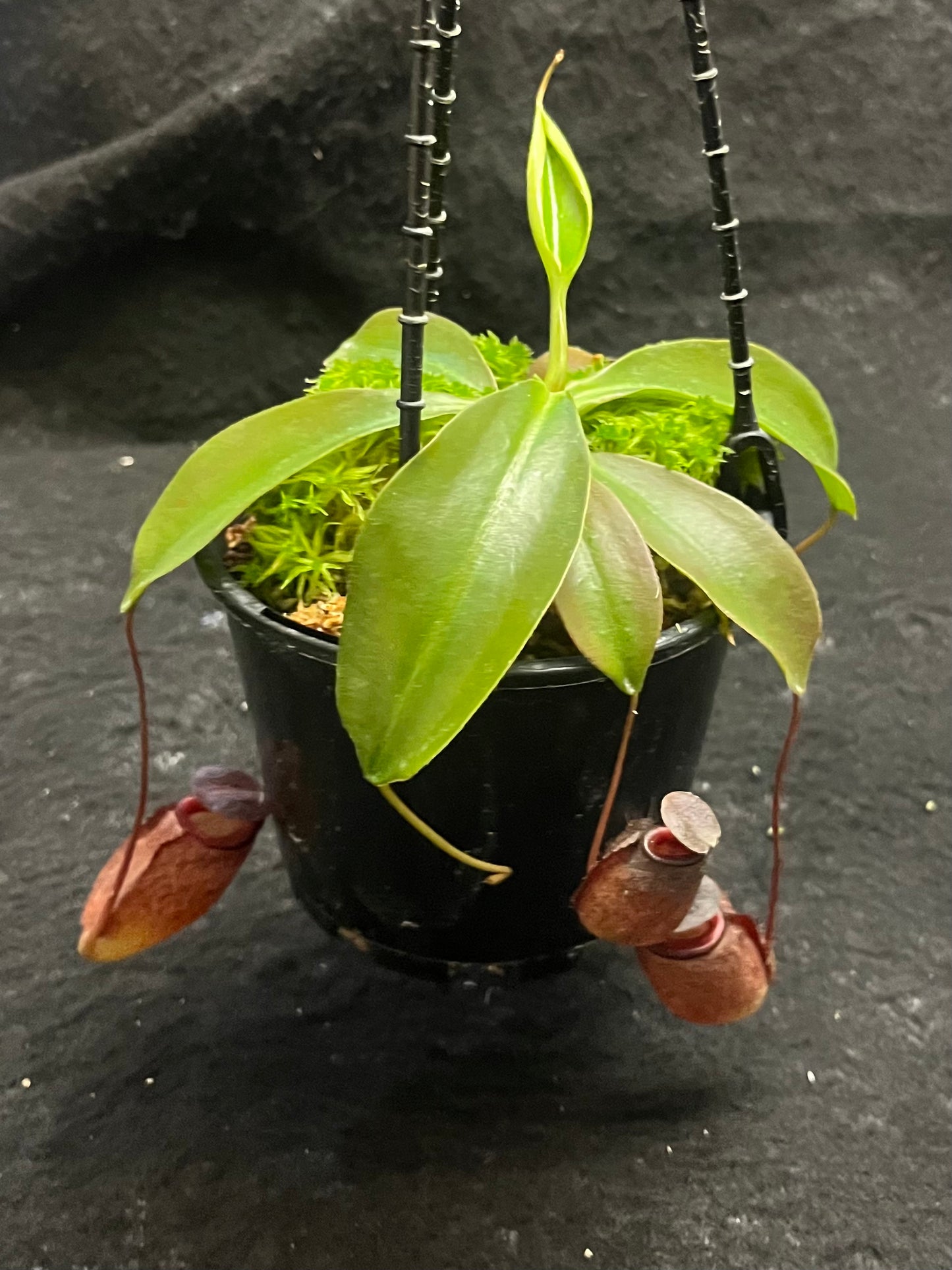 Nepenthes rajah x tenuis BE-4083