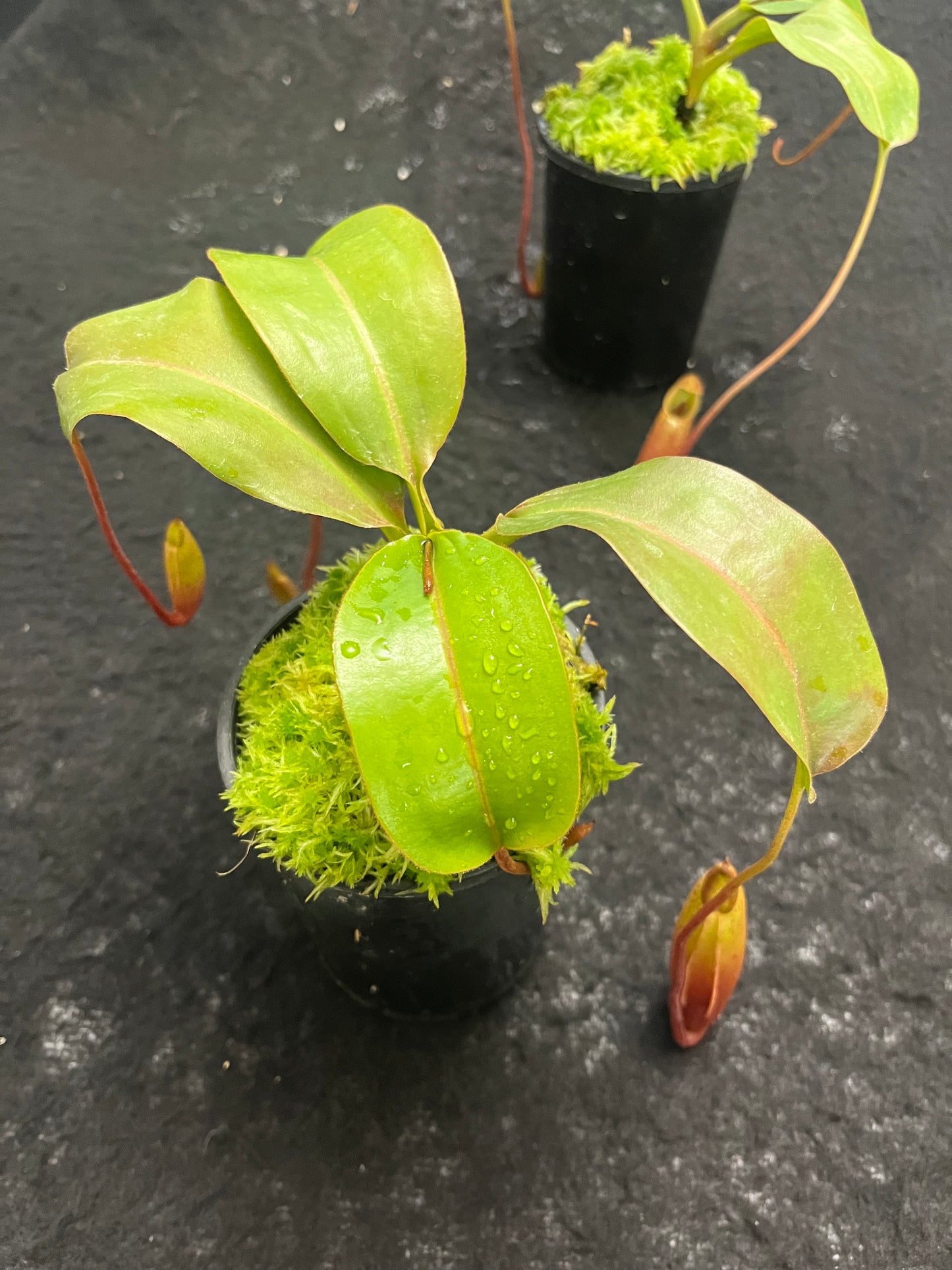 Nepenthes (veitchii x lowii) x mira BE-3910