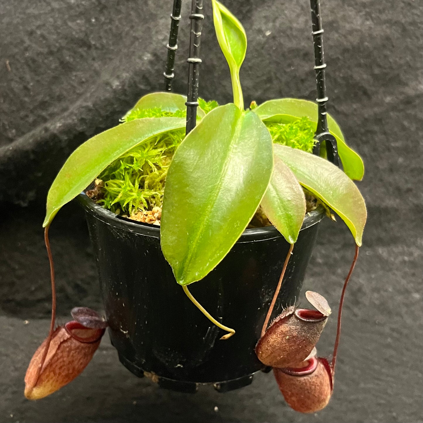 Nepenthes rajah x tenuis BE-4083