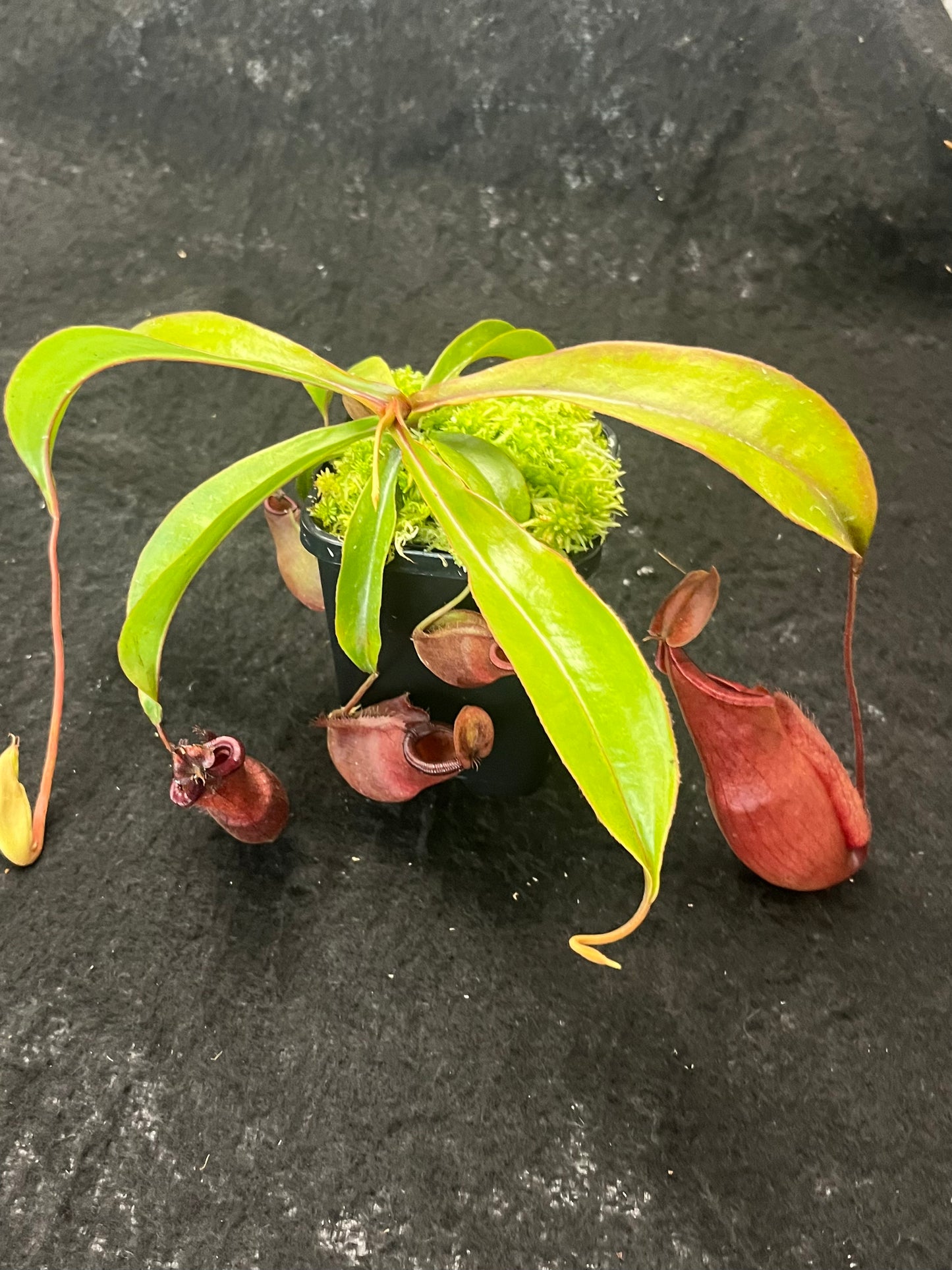 Nepenthes densiflora x mirabilis var. globosa BE-3656