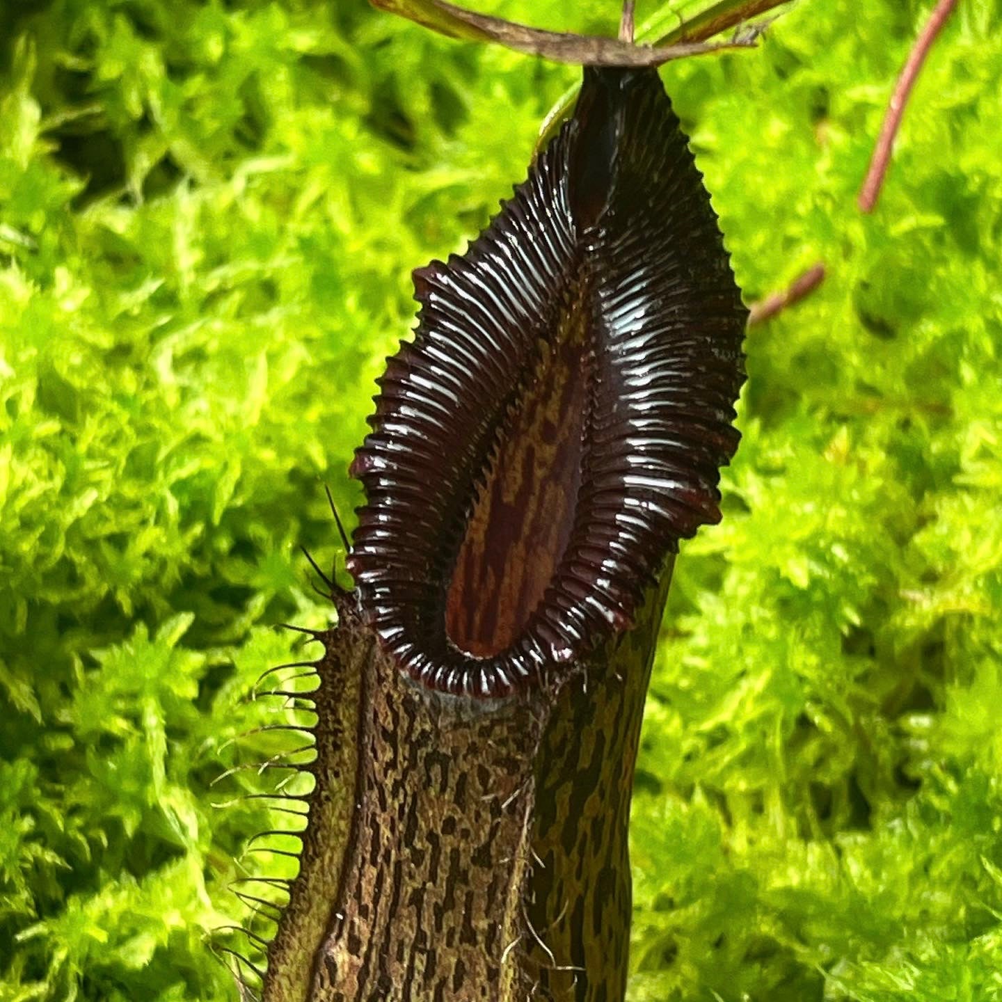 Nepenthes burkei x hamata BE-3747