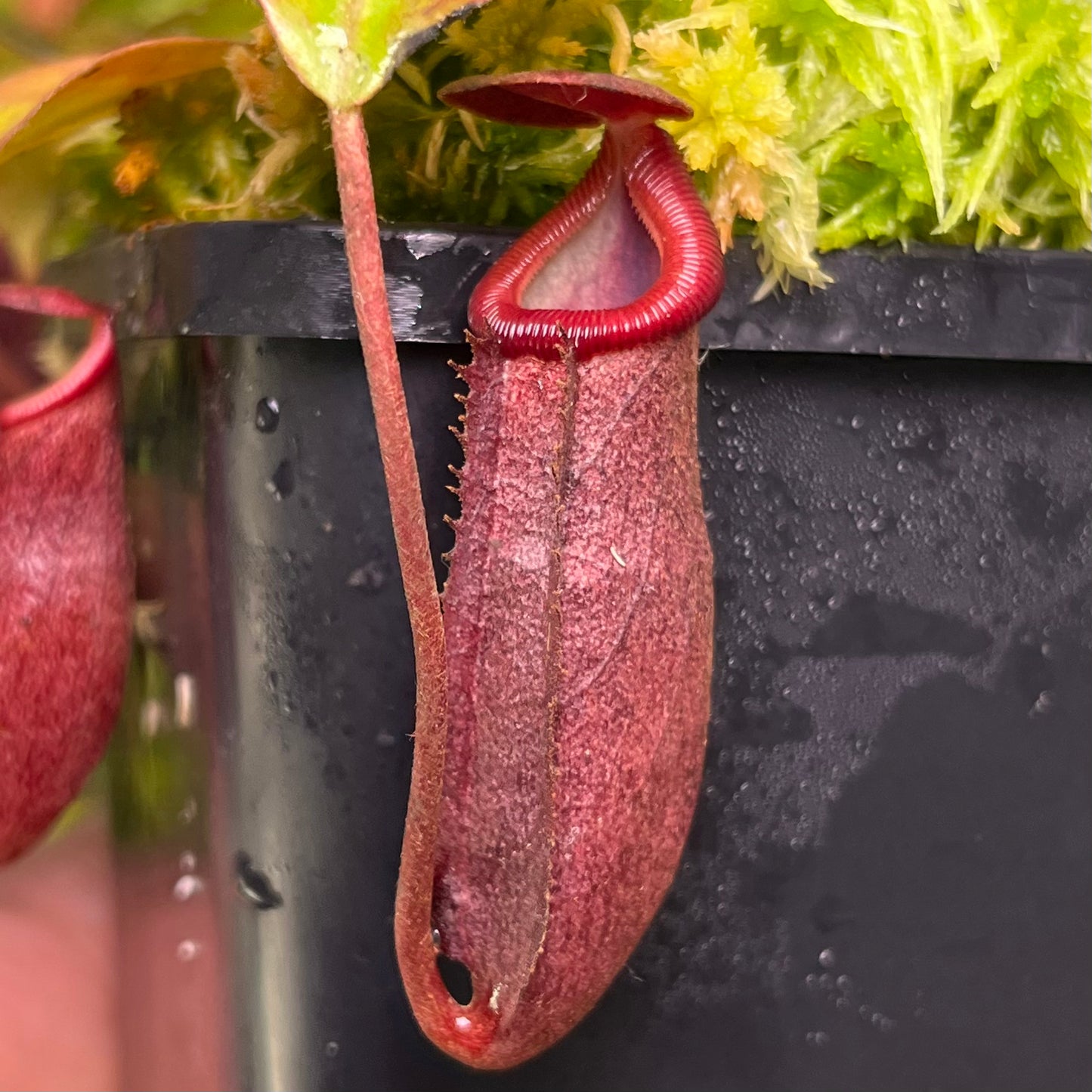 Nepenthes rajah x (burbidgeae x edwardsiana)