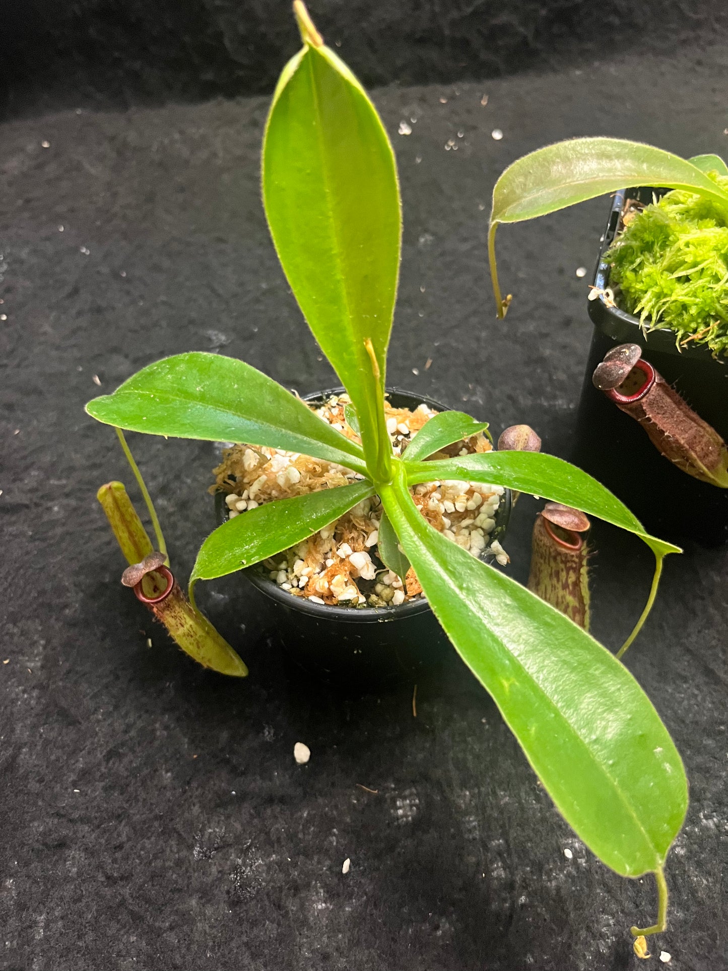 Nepenthes glandulifera x tenuis BE-3891