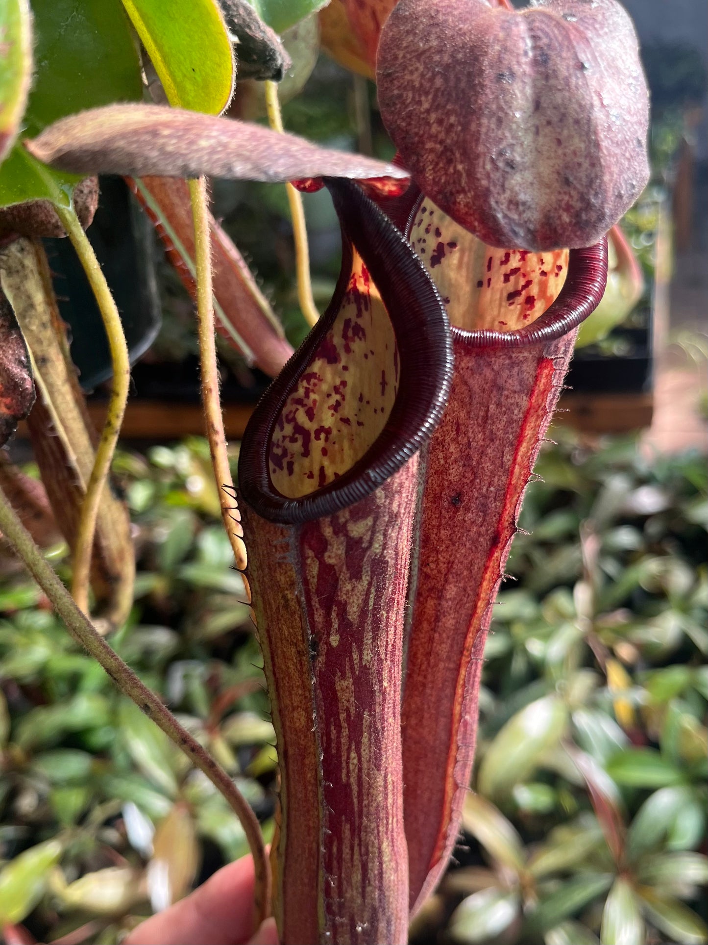 Nepenthes (glandulifera x boschiana) x (campanulata x veitchii)