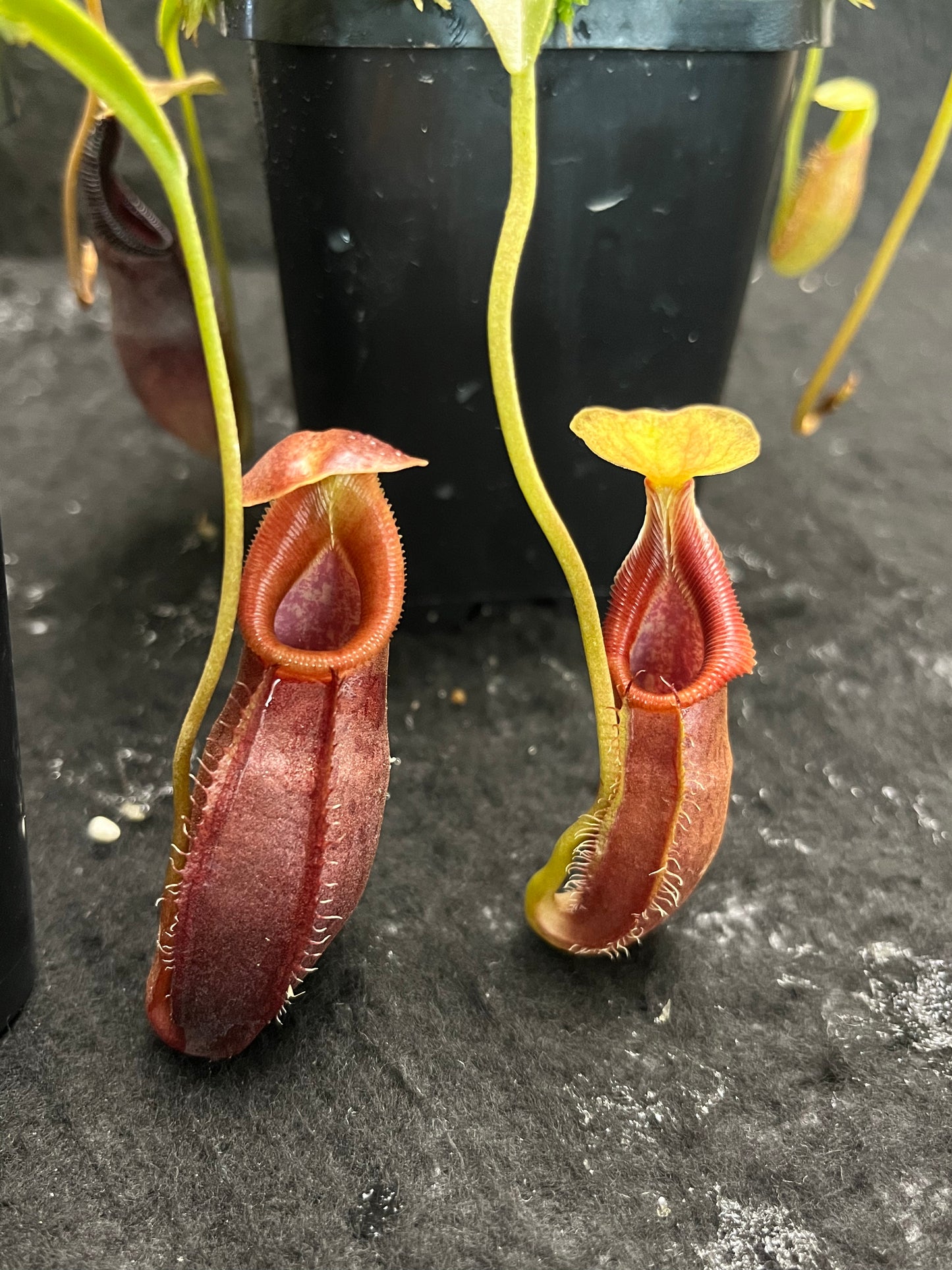 Nepenthes singalana x ovata BE-3882