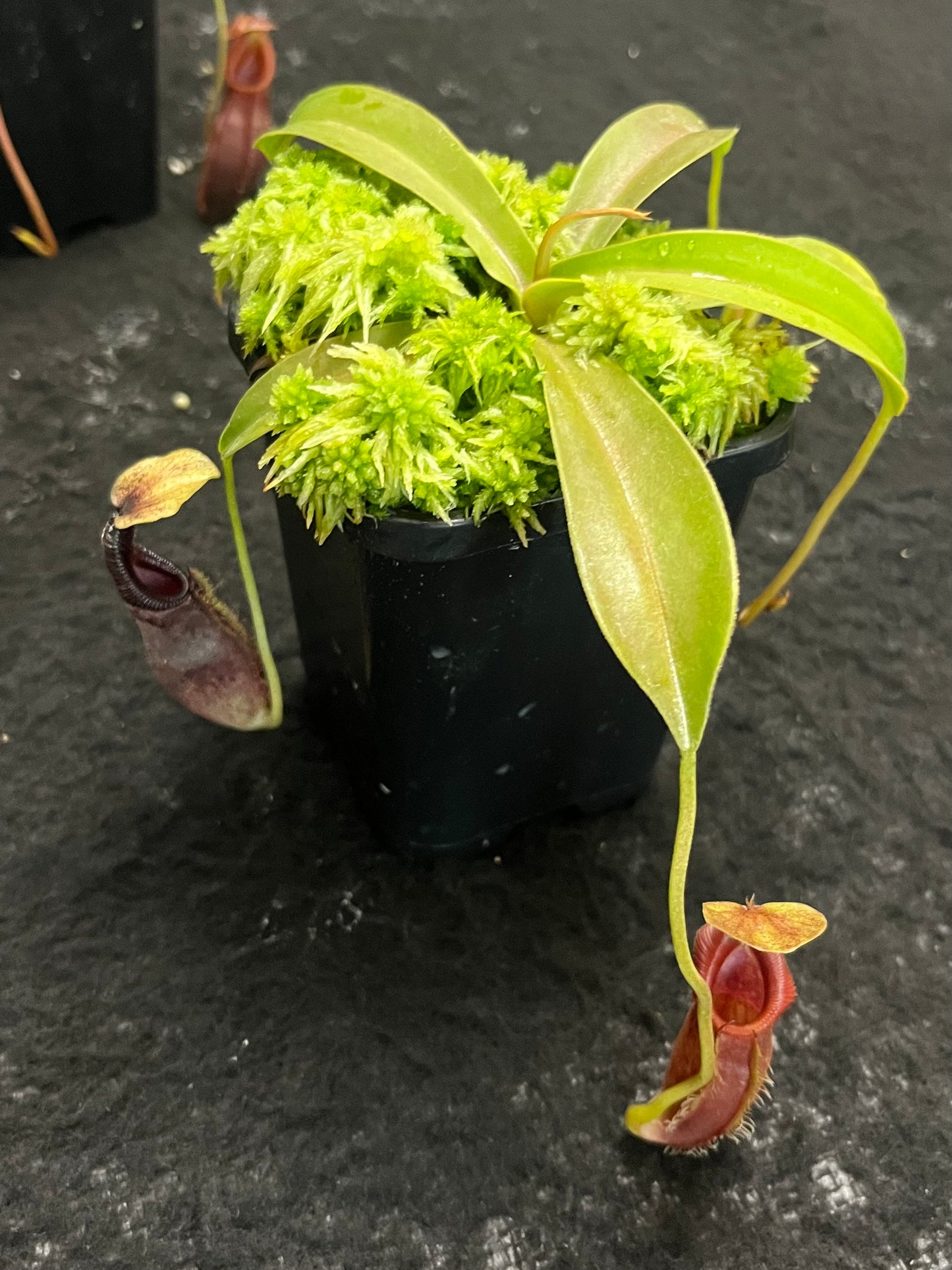 Nepenthes singalana x ovata BE-3882